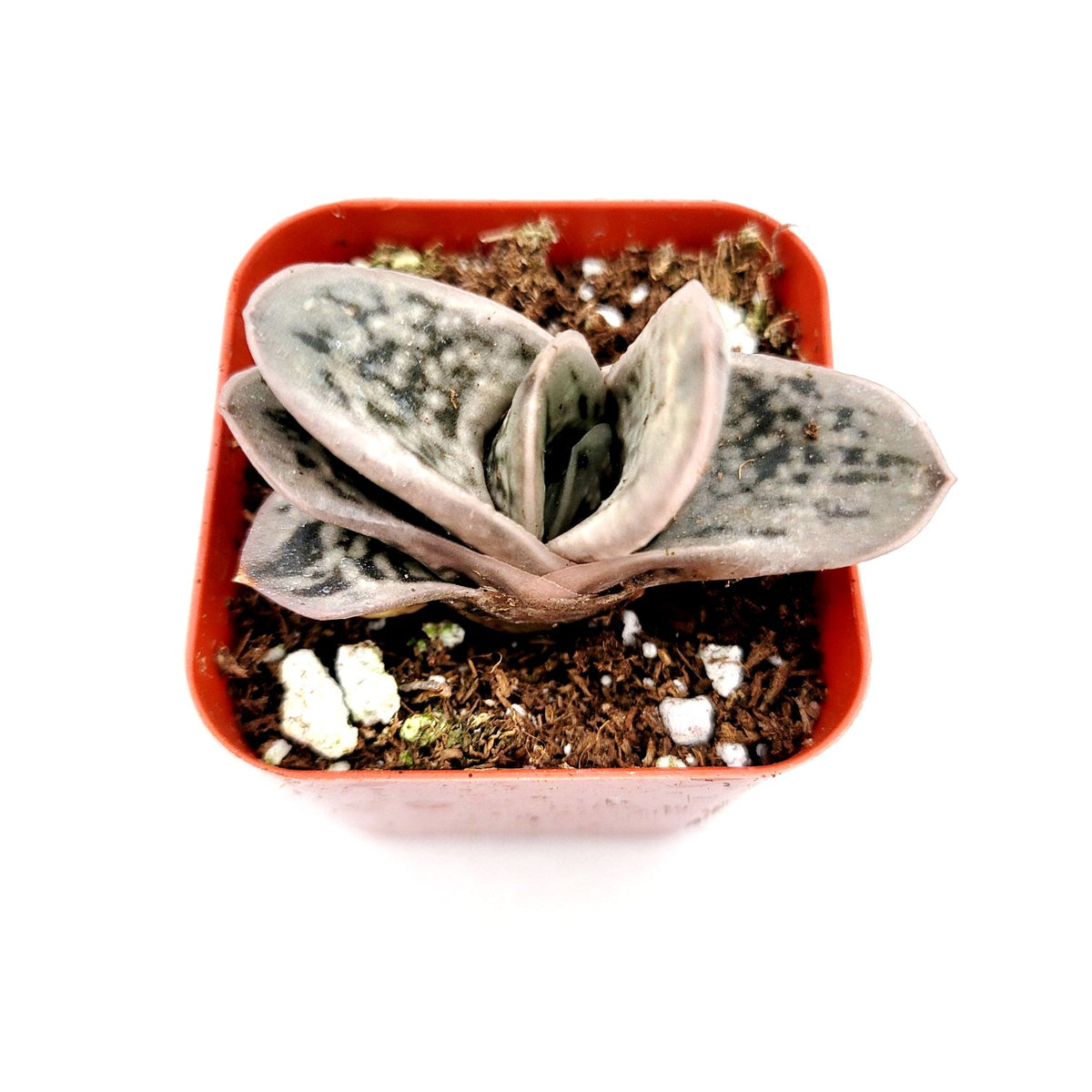 Gasteria frosty in red pot, thick grey-green leaves.