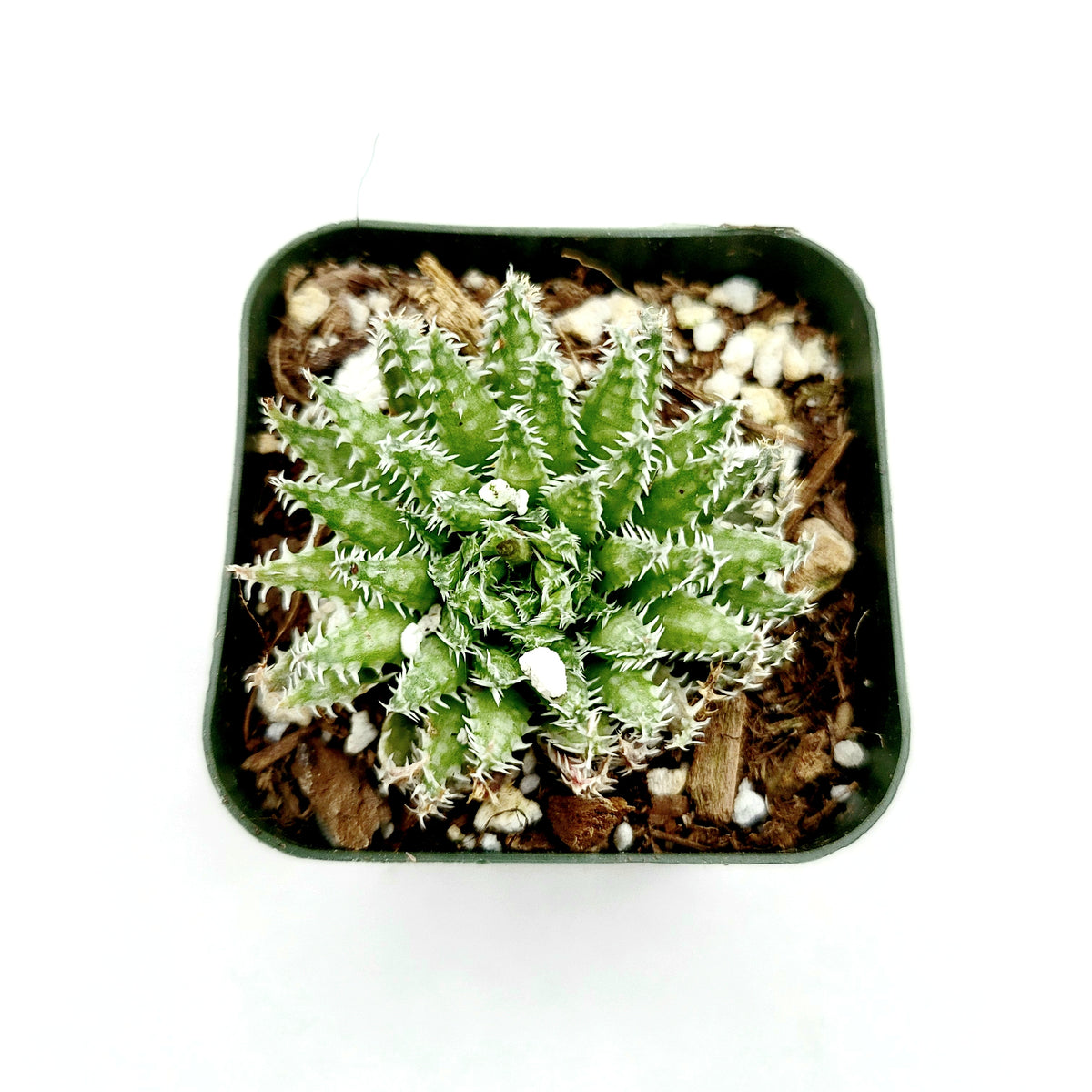Haworthia herbacea in a square plastic nursery pot.