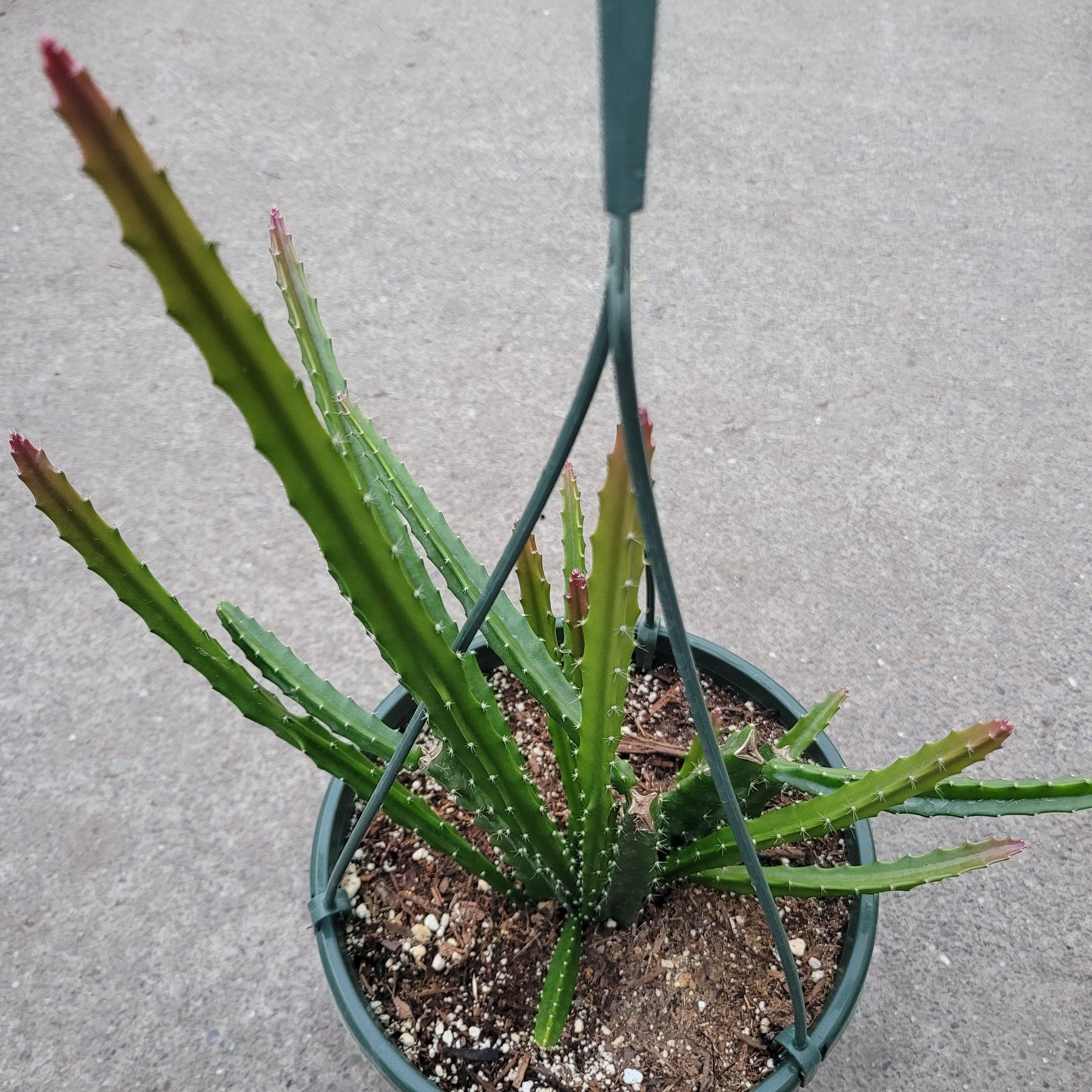 Aporophyllum 'Edna Bellamy' Hybrid Cactus