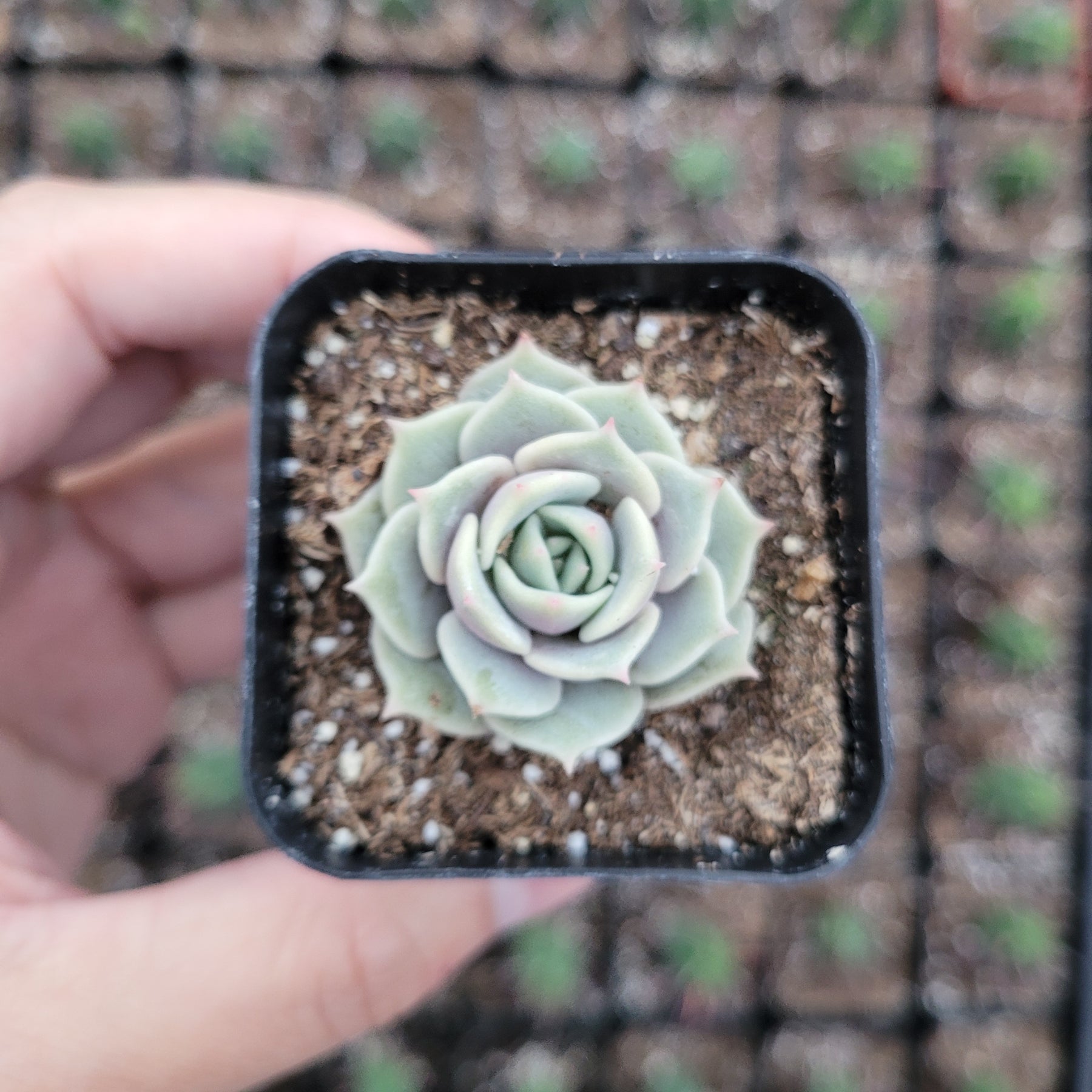 Echeveria 'Lola' - Succulents Depot