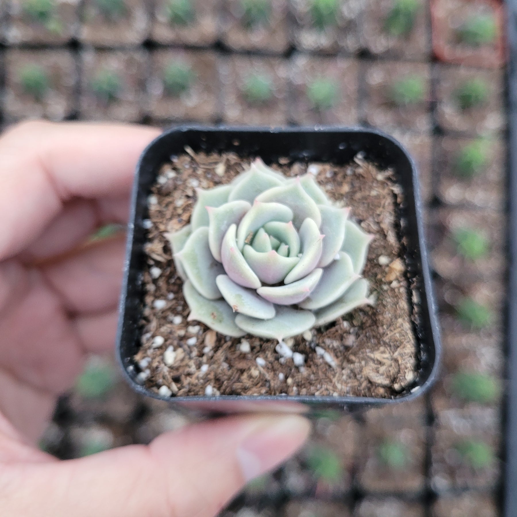 Echeveria 'Lola' - Succulents Depot