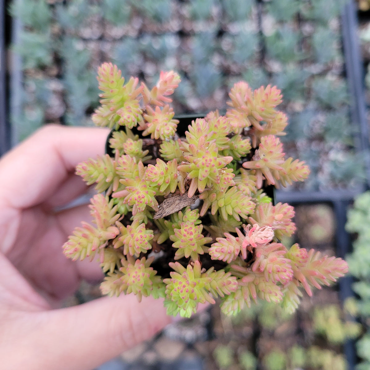 Sedum sexangulare succulent with pink-tipped rosettes.