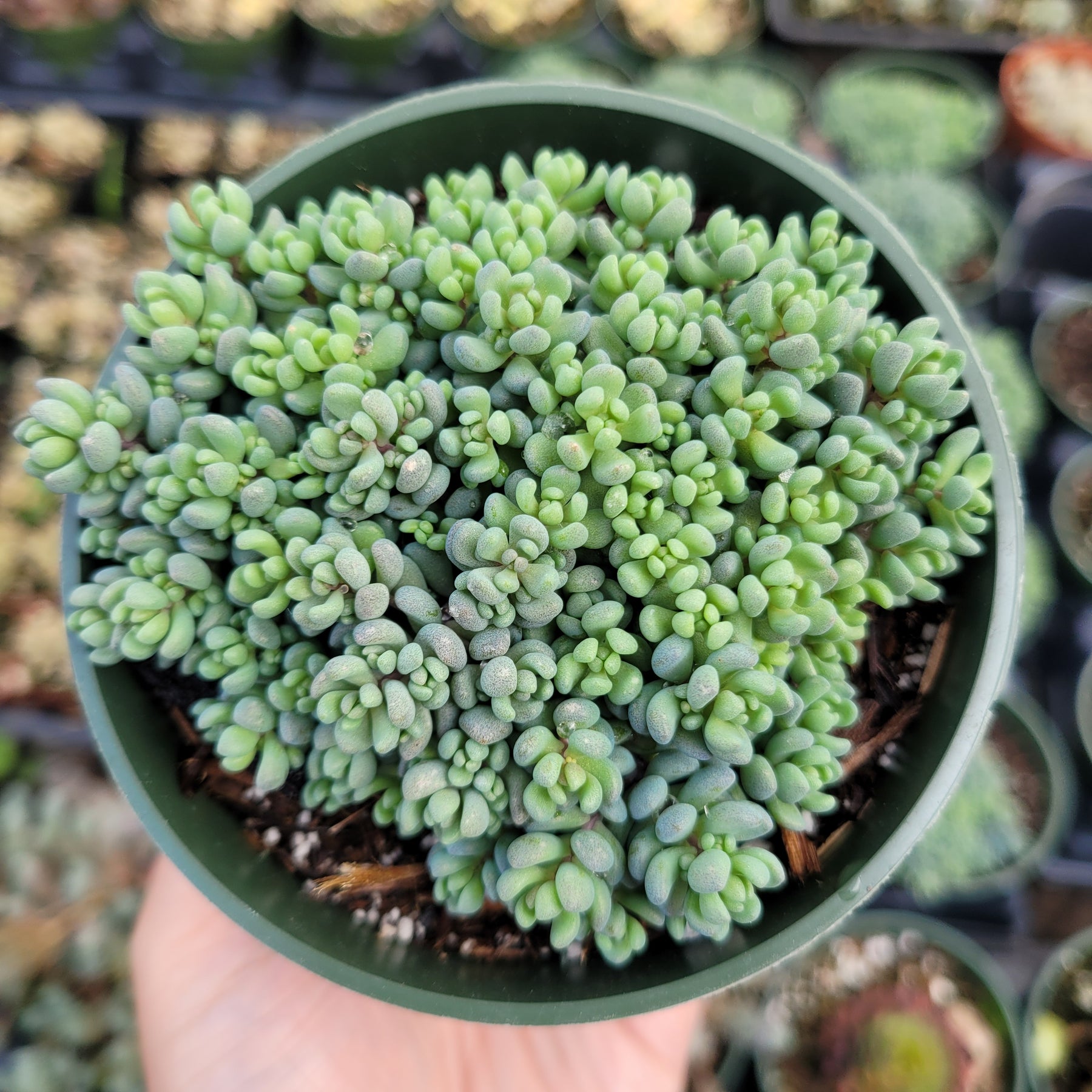 Sedum dasyphyllum 'Corsican Stonecrop'