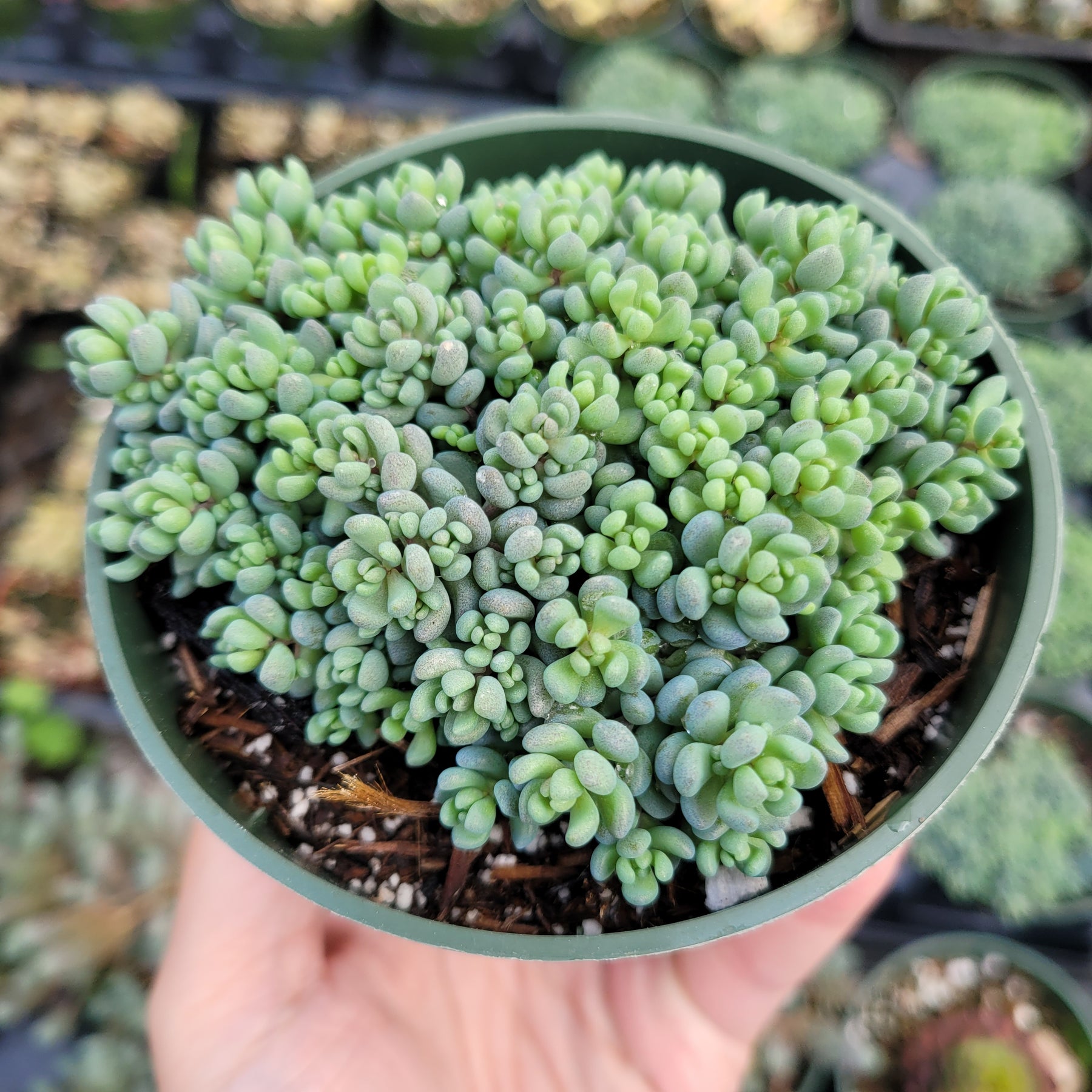 Sedum dasyphyllum 'Corsican Stonecrop'