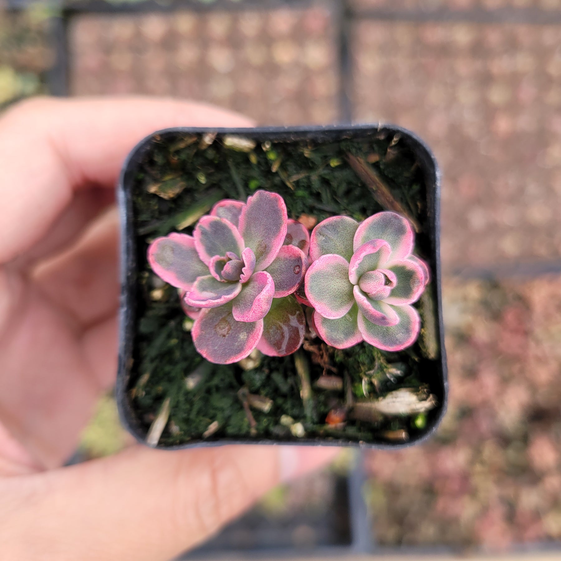 SunSparkler® Sedum 'Dream Dazzler'