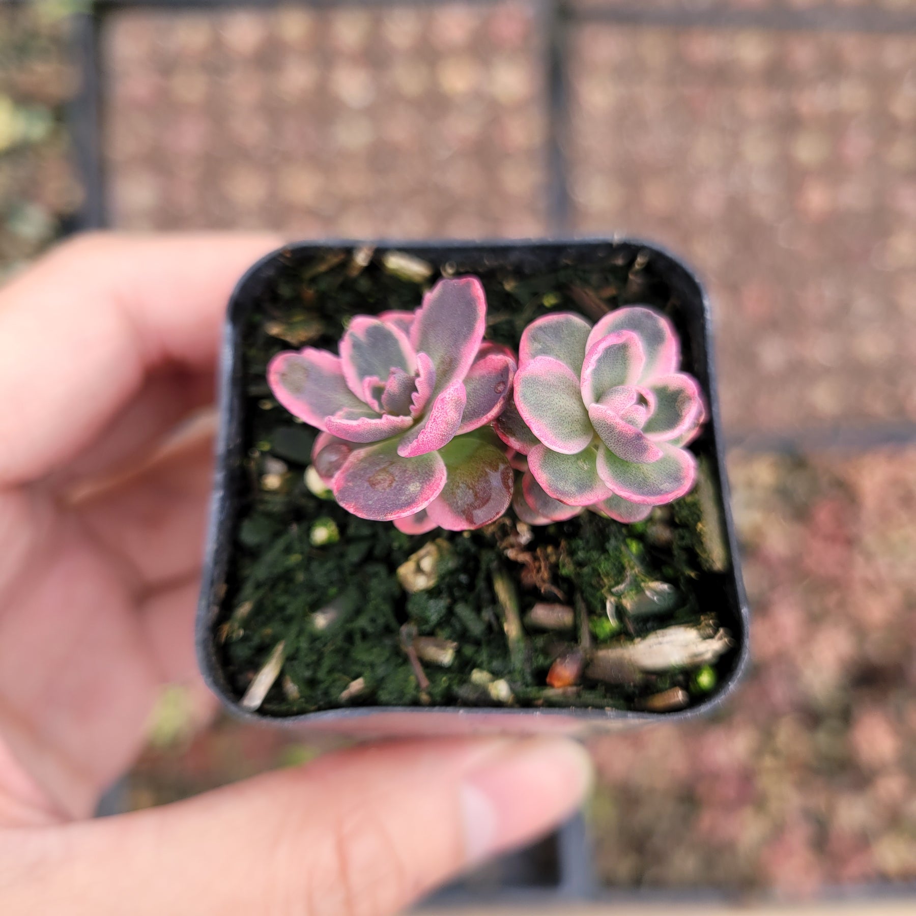 SunSparkler® Sedum 'Dream Dazzler'