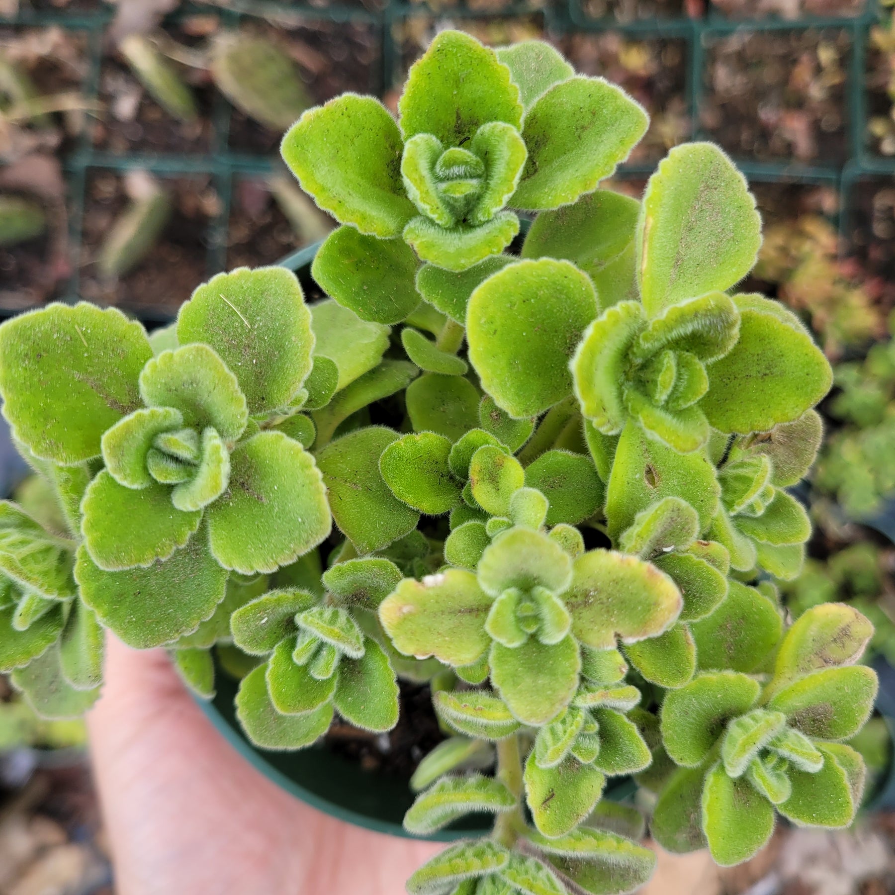 Plectranthus tomentosa - Vicks Plant - Succulents Depot