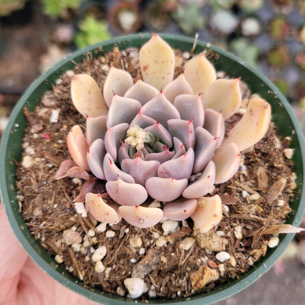 Echeveria Pink Zaragosa succulent with pink-gray leaves and flower bud.