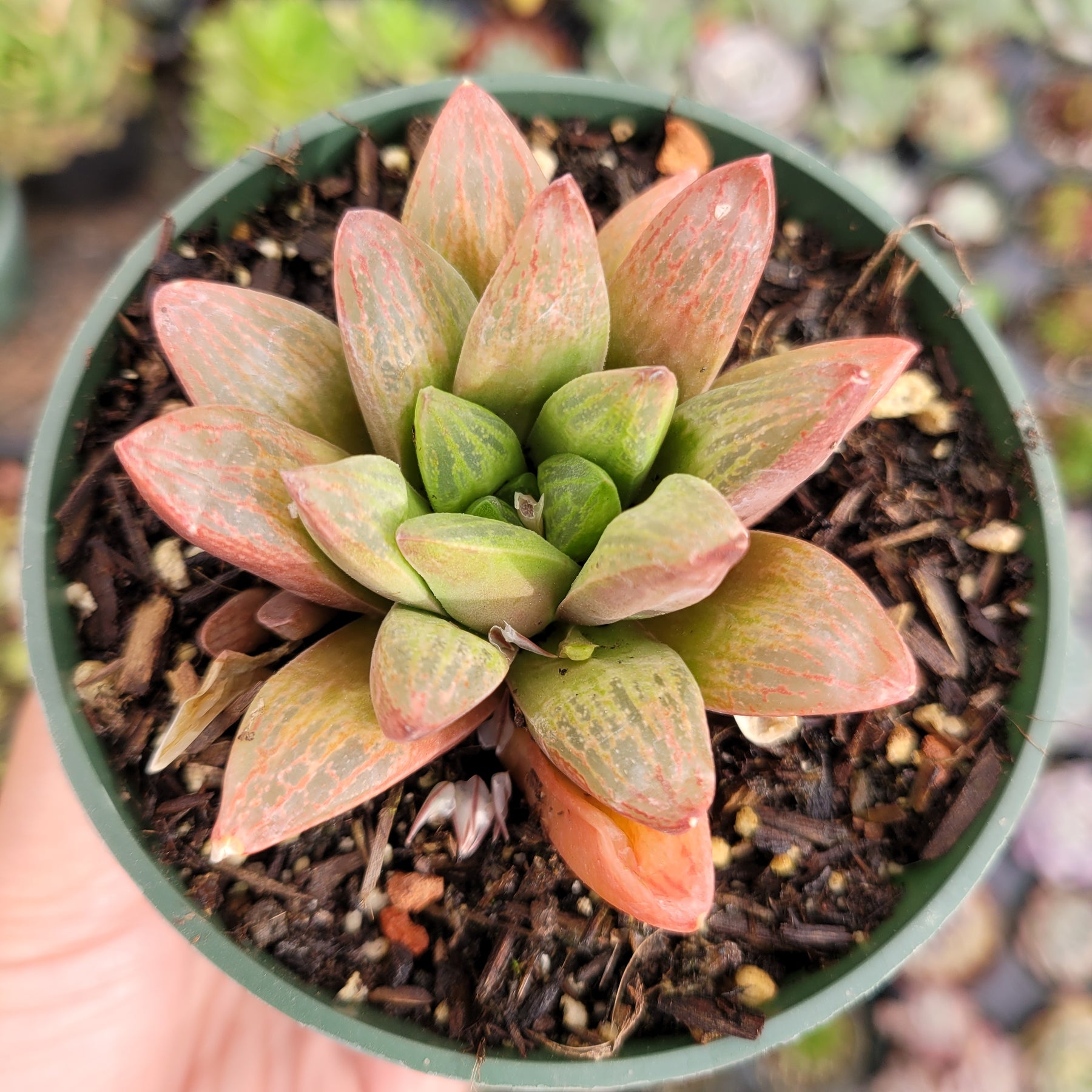 Haworthia turgida X