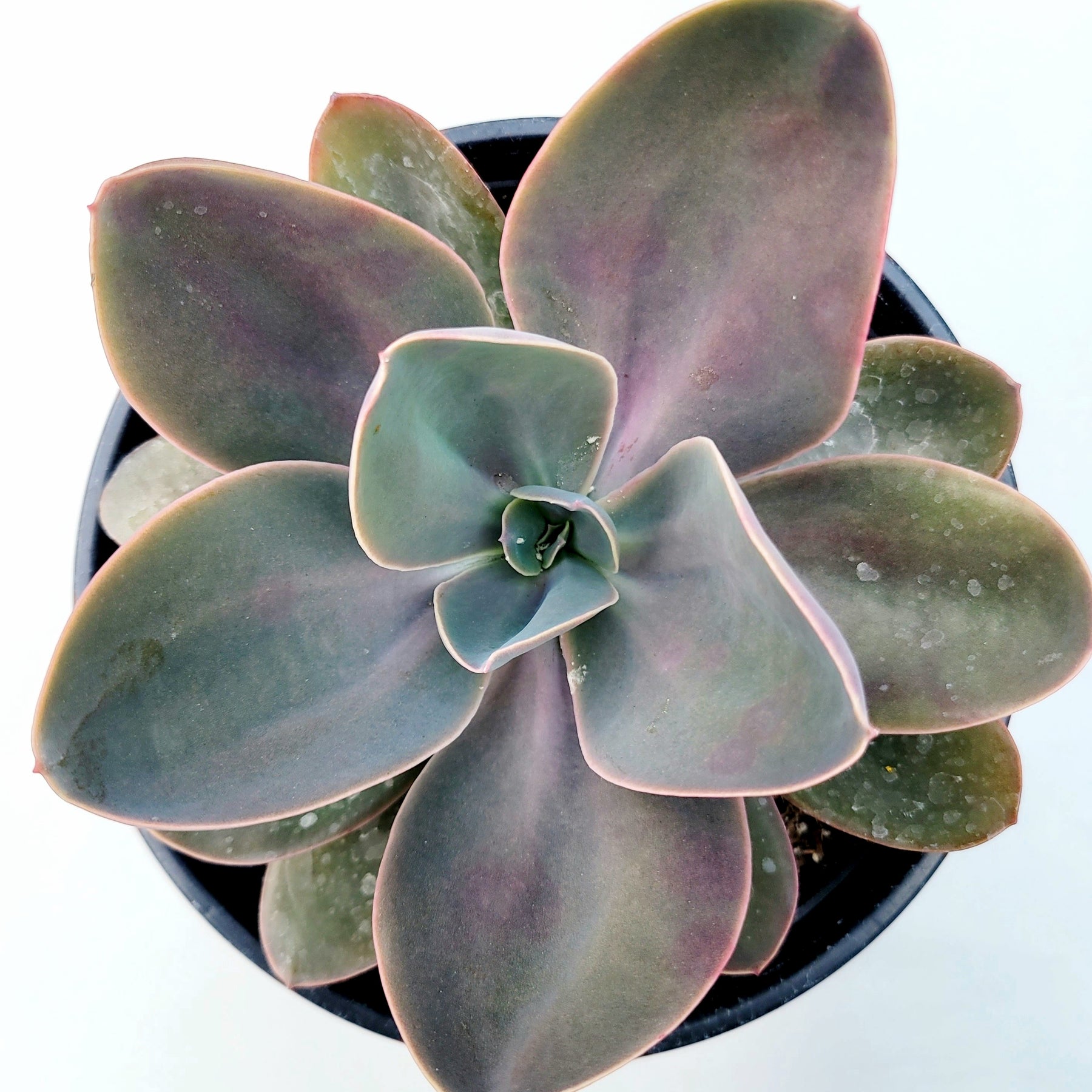 Echeveria gibbiflora ‘Metallica’