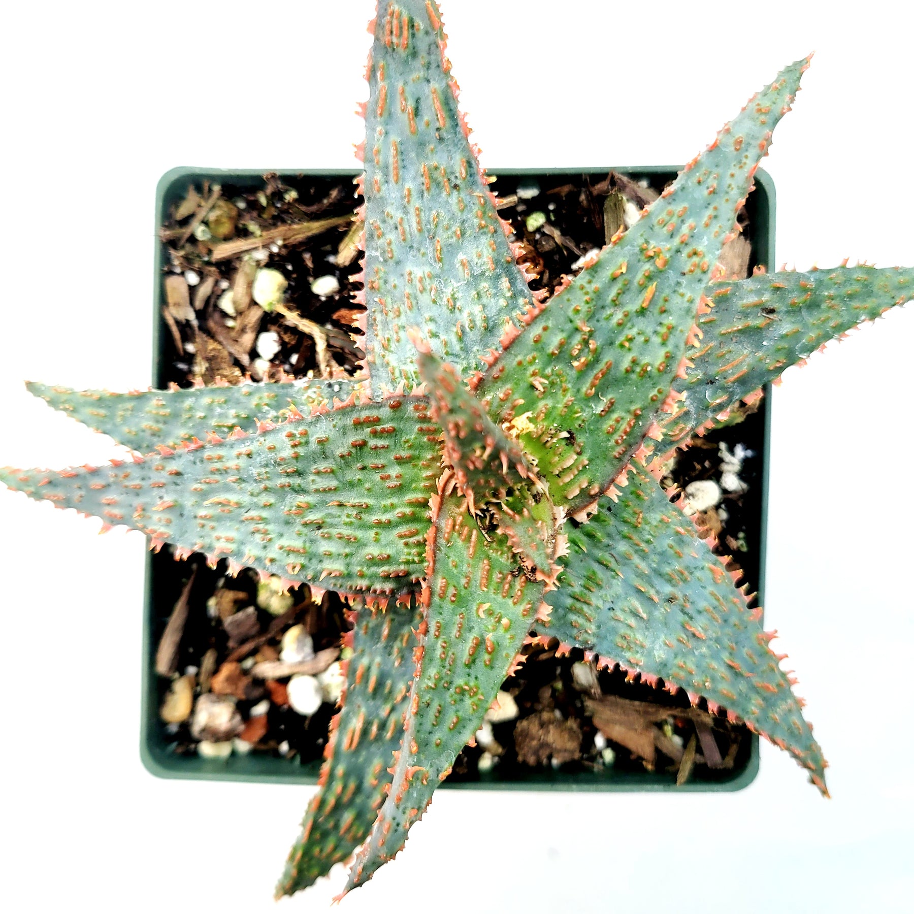 Aloe 'Pink Blush' - Succulents Depot