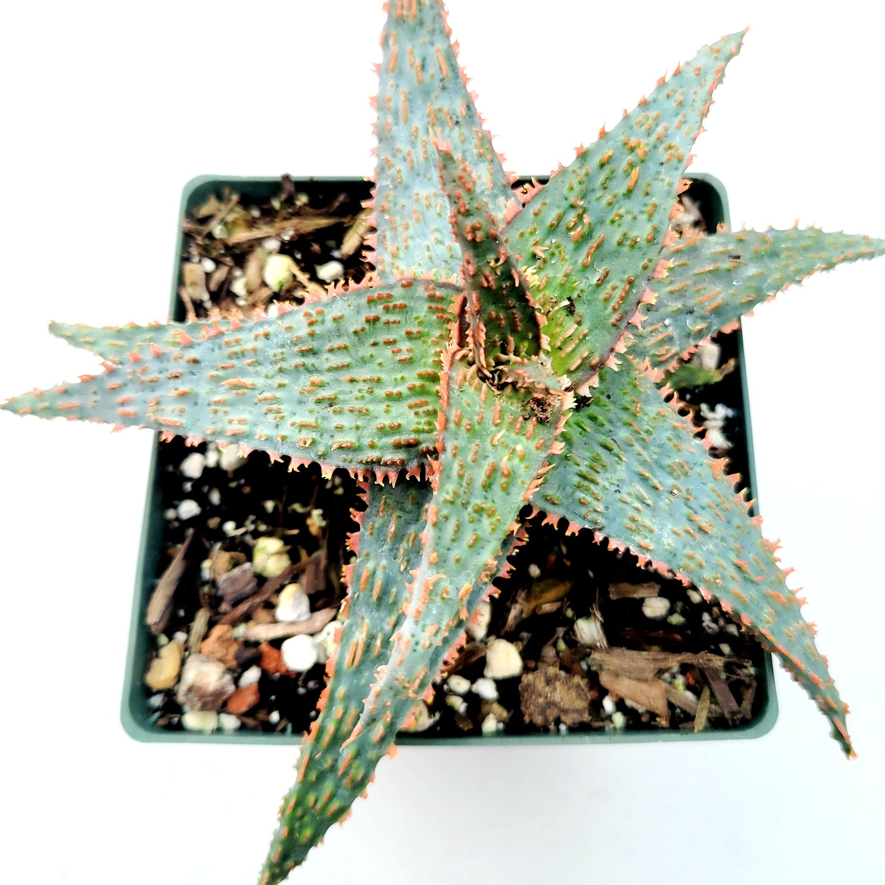 Aloe 'Pink Blush' - Succulents Depot