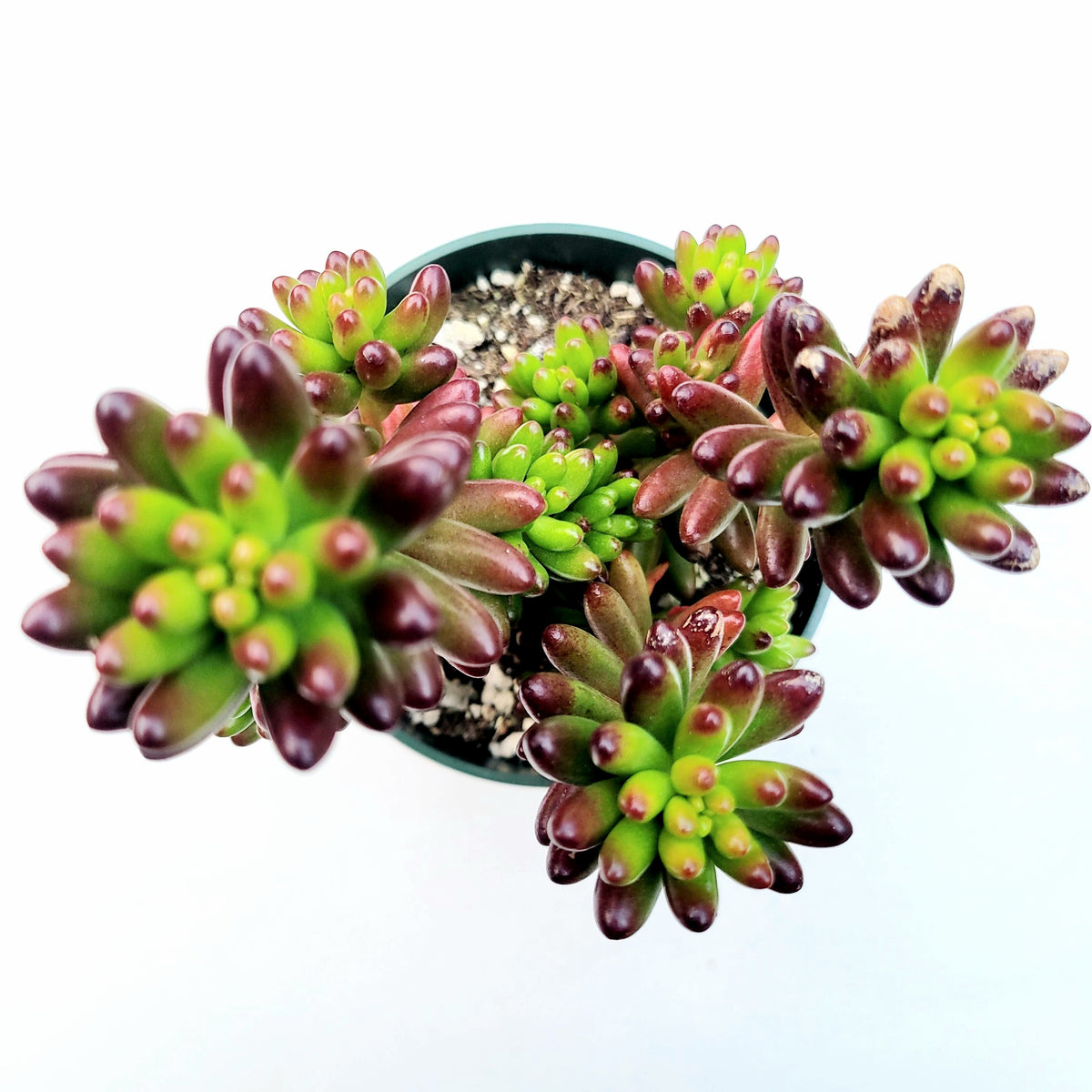 Sedum rubrotinctum Jelly Bean succulent in shallow pot.