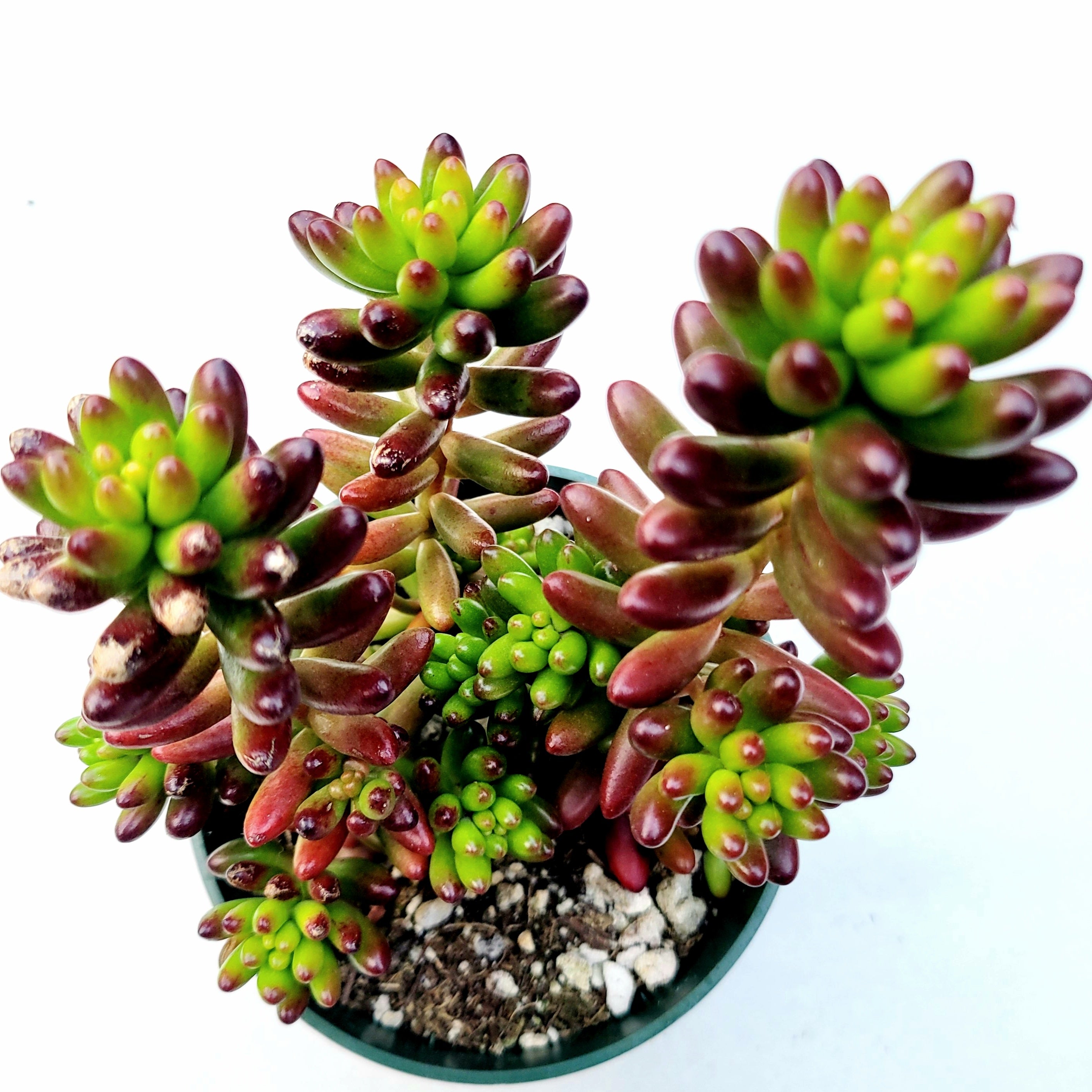 bean shaped succulent Sedum rubrotinctum Jelly Bean 4 Inch