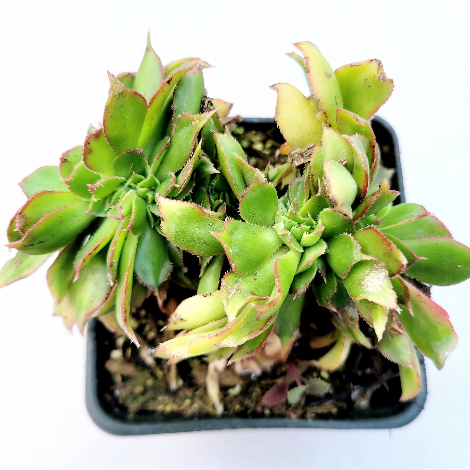 Aeonium haworthii 'Pinwheel Aeonium' - Succulents Depot