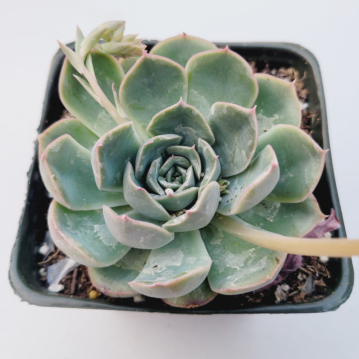 Echeveria 'Hercules' in a black nursery pot.