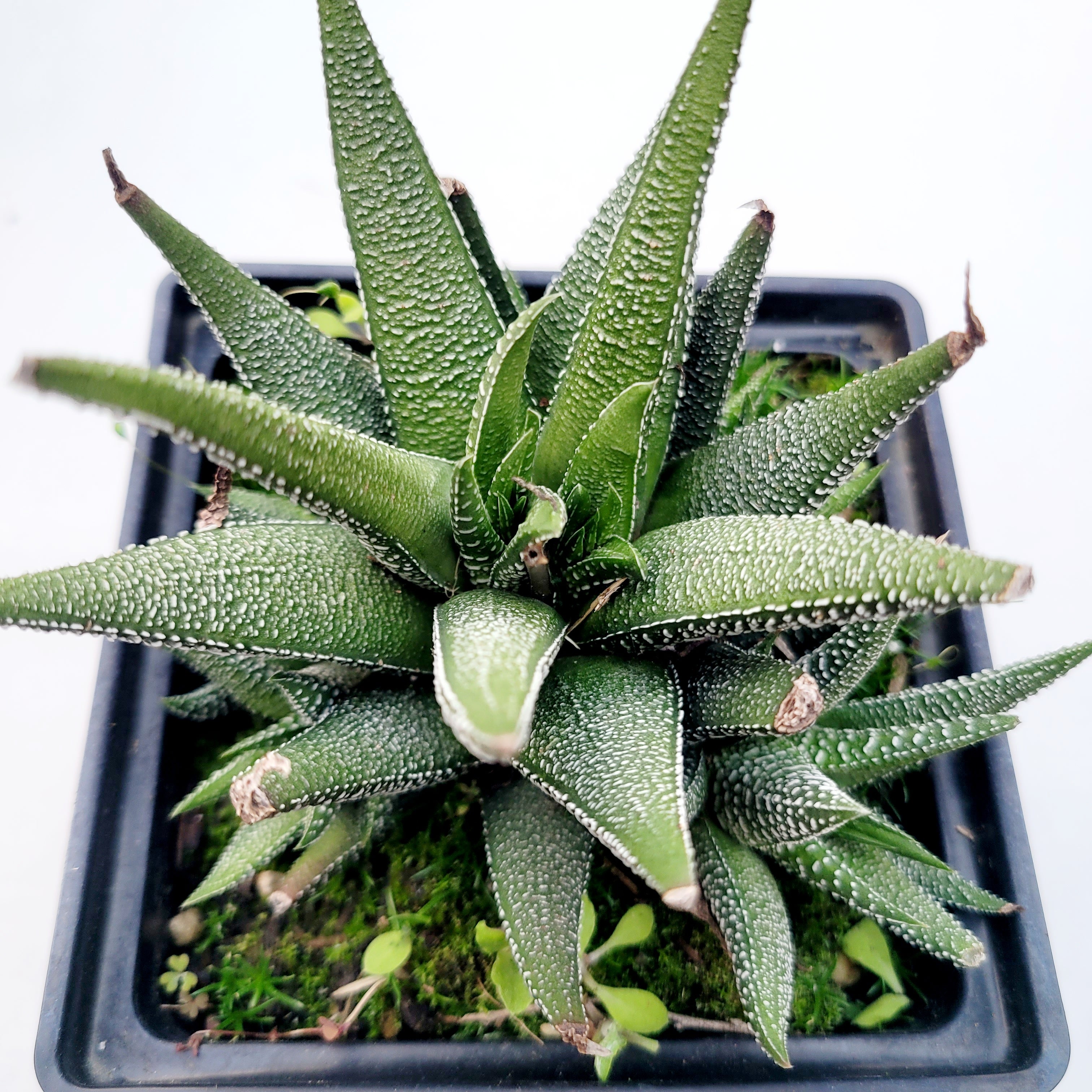 succulent haworthia types Haworthia attenuata 'Concolor'