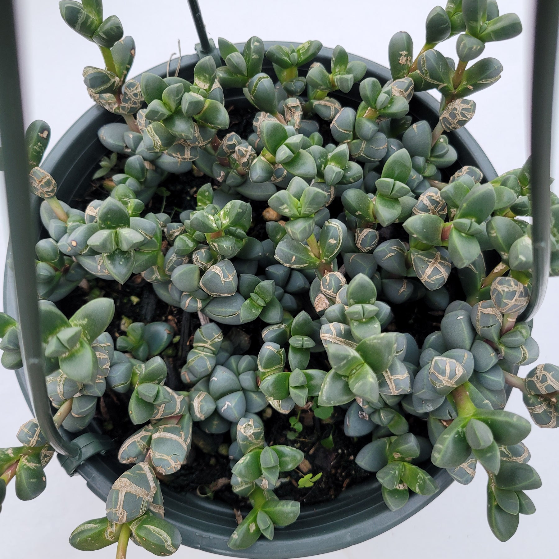 Corpuscularia lehmannii - Ice Plant