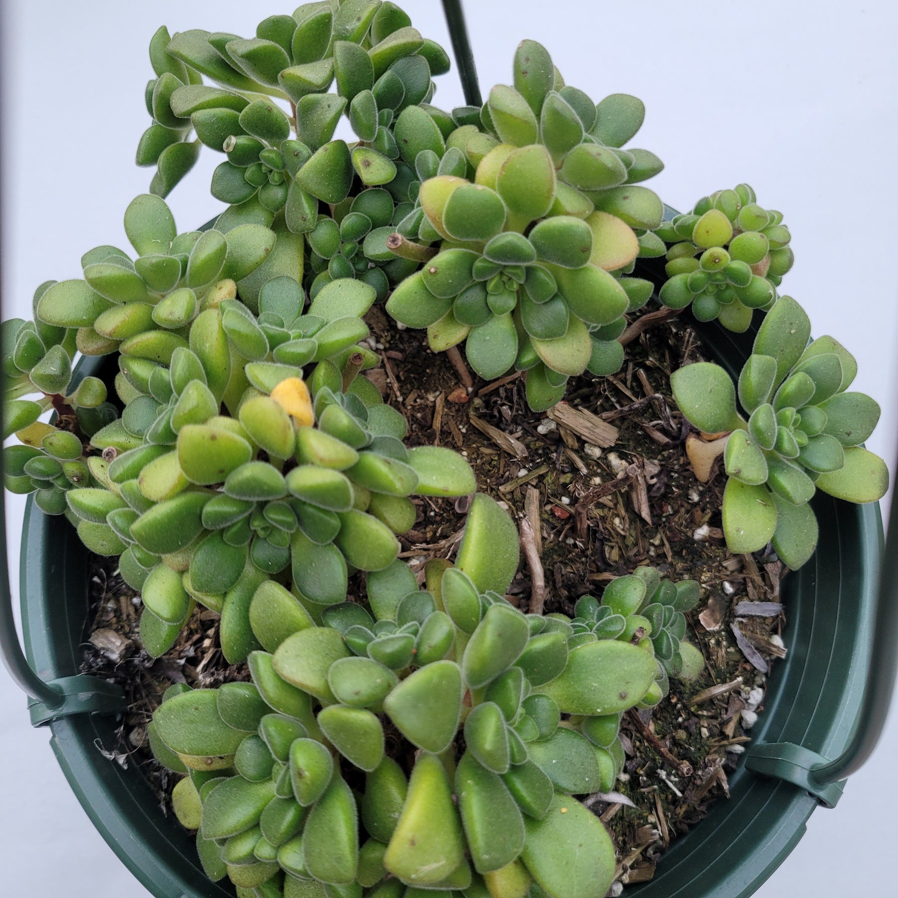 Aeonium lindleyi var. viscatum 'Irish Bouquet' - Succulents Depot