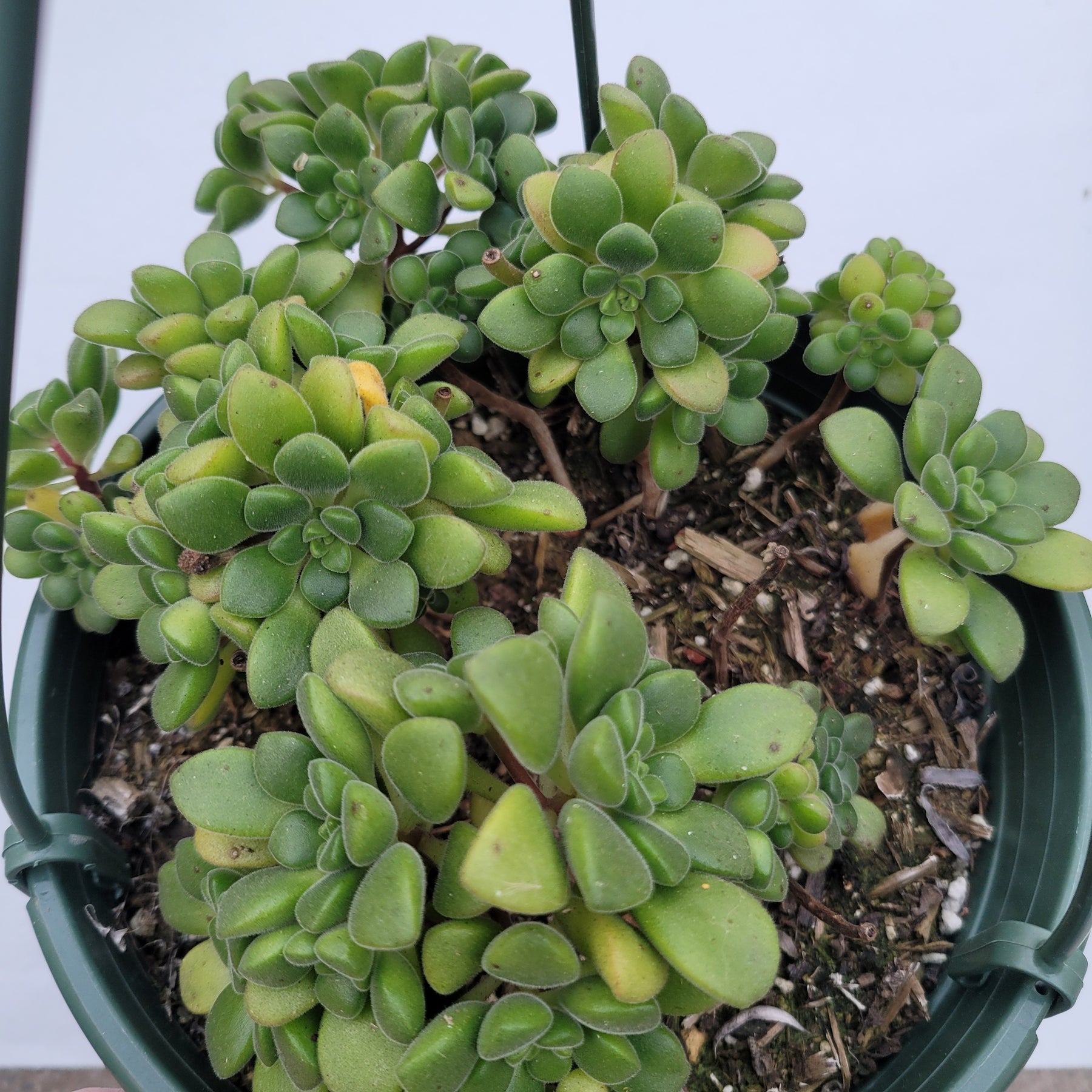 Aeonium lindleyi var. viscatum 'Irish Bouquet' - Succulents Depot