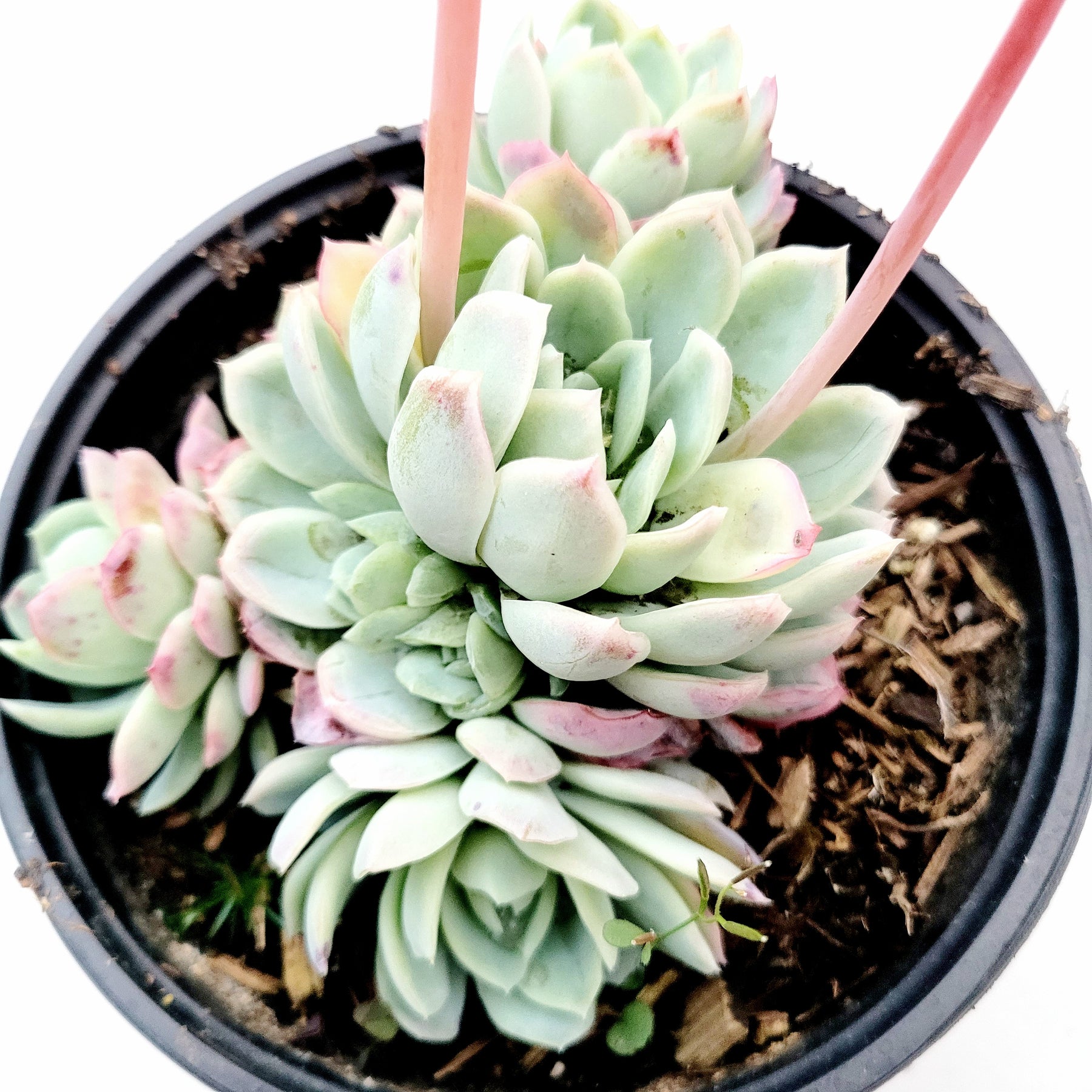 Echeveria 'Raspberry Ice' - Succulents Depot