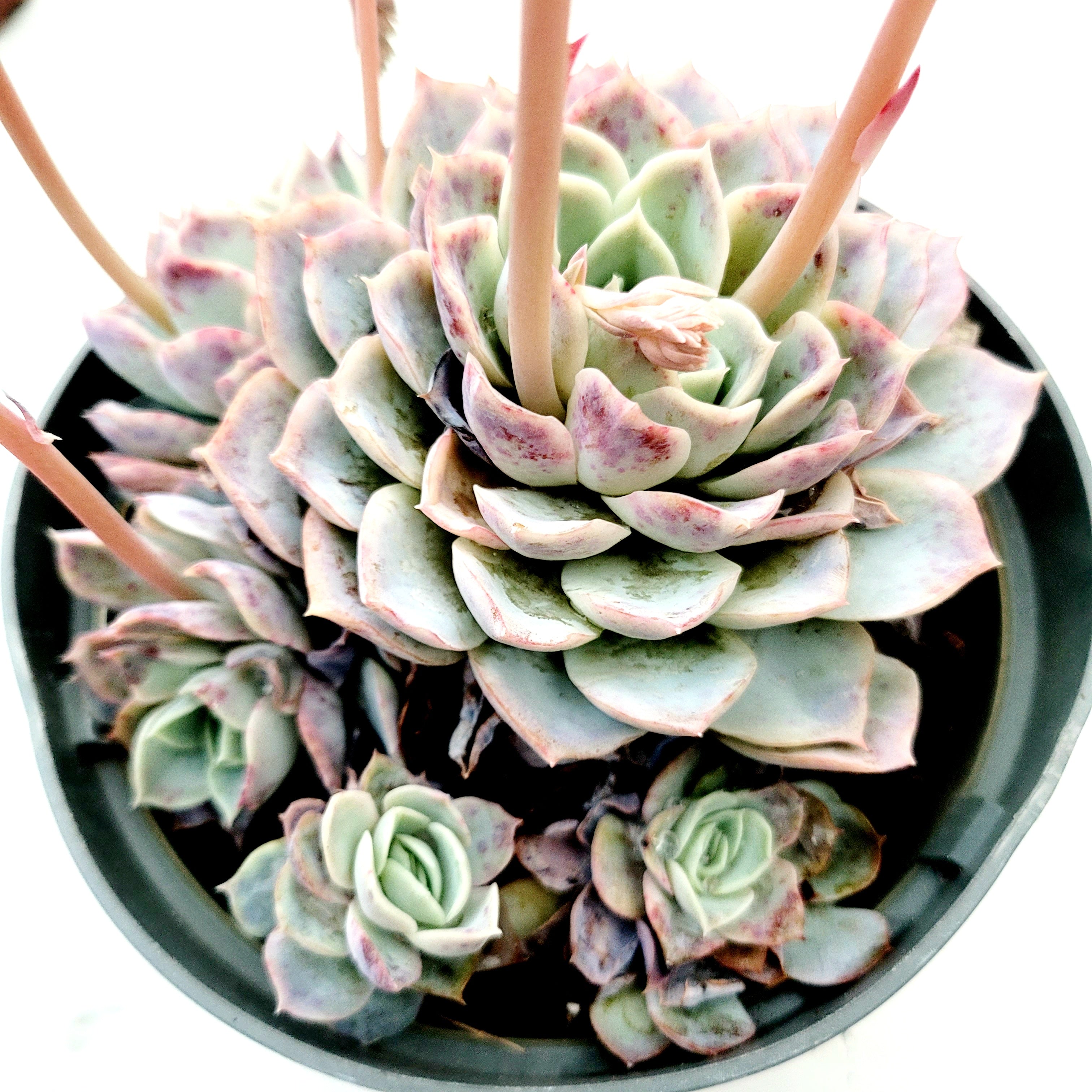 echeveria succulent bloom Echeveria 'Jocelyn' hybrid