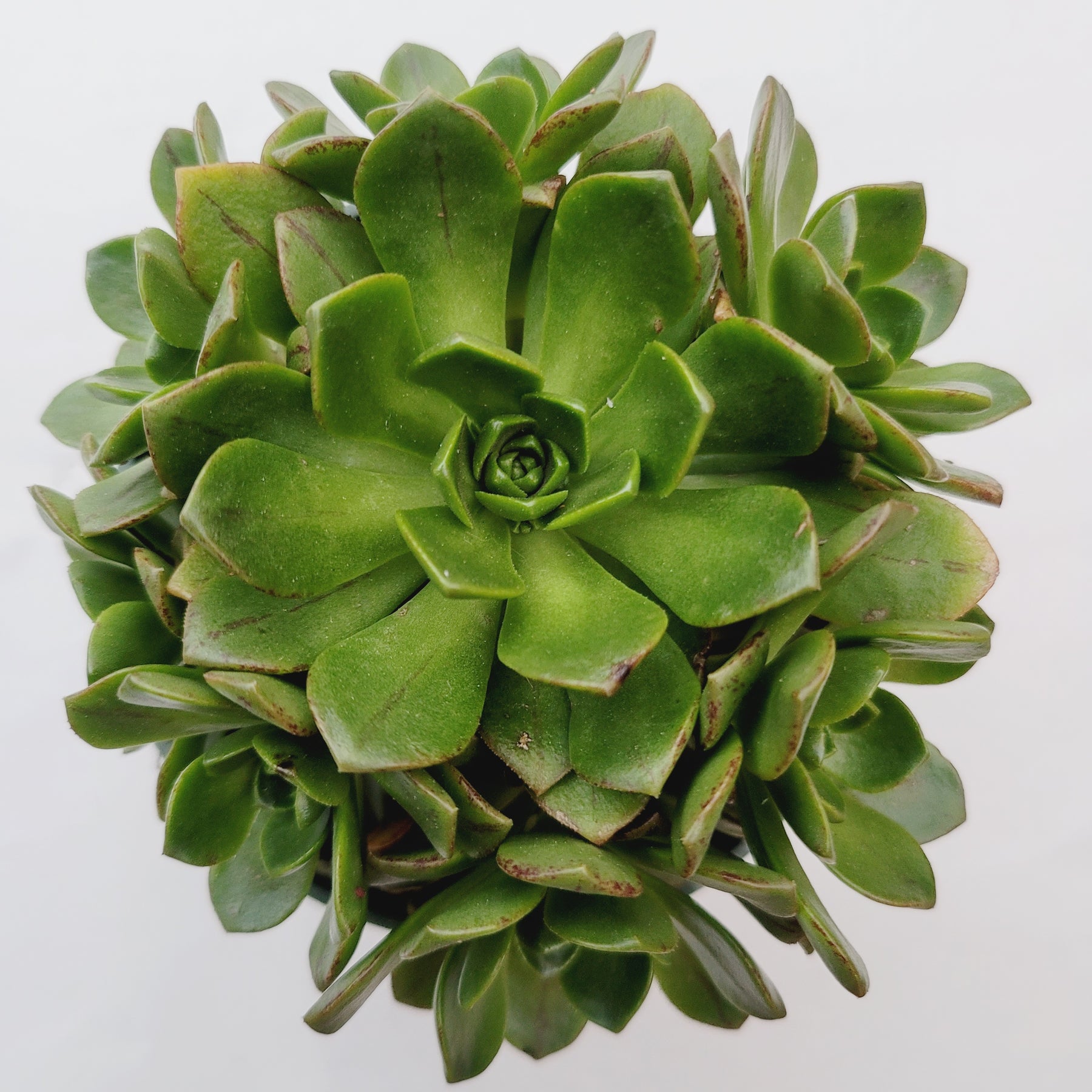 Aeonium Bronze Medal - Succulents Depot