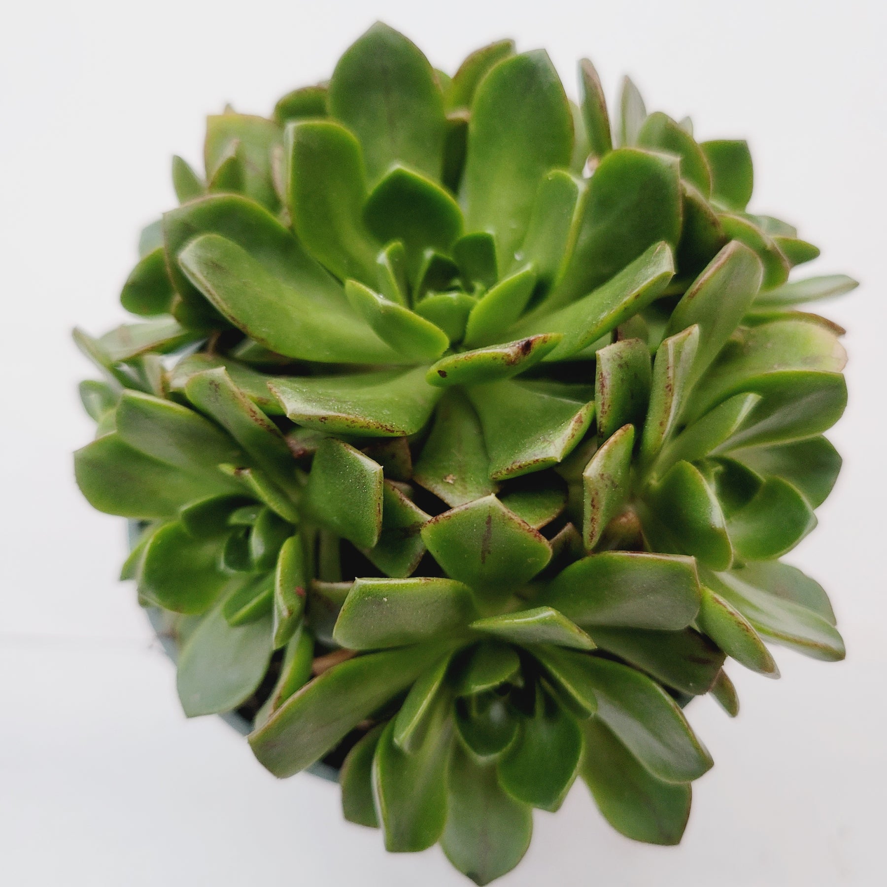 Aeonium Bronze Medal - Succulents Depot