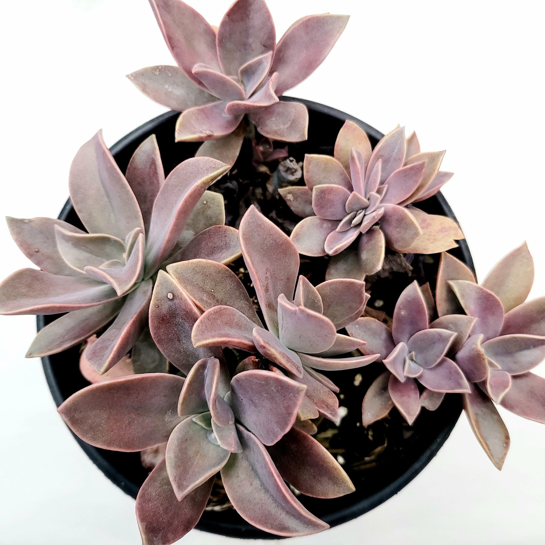 Graptoveria 'Fred Ives' - Succulents Depot