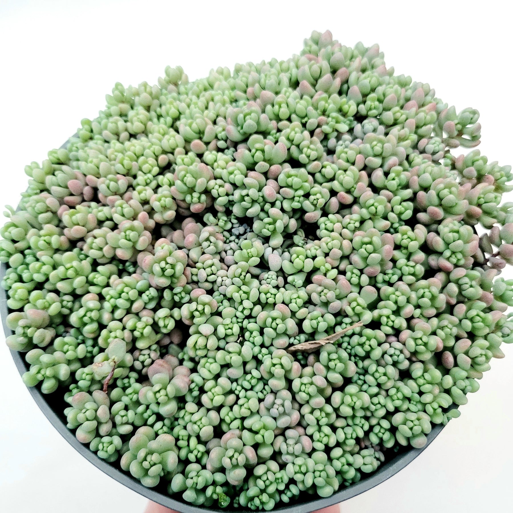 Sedum dasyphyllum 'Corsican Stonecrop'