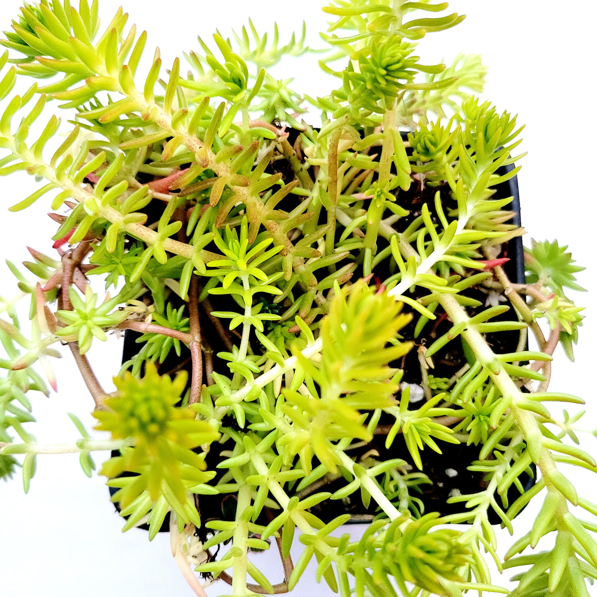 Sedum angelina succulent with needle-like, trailing leaves.