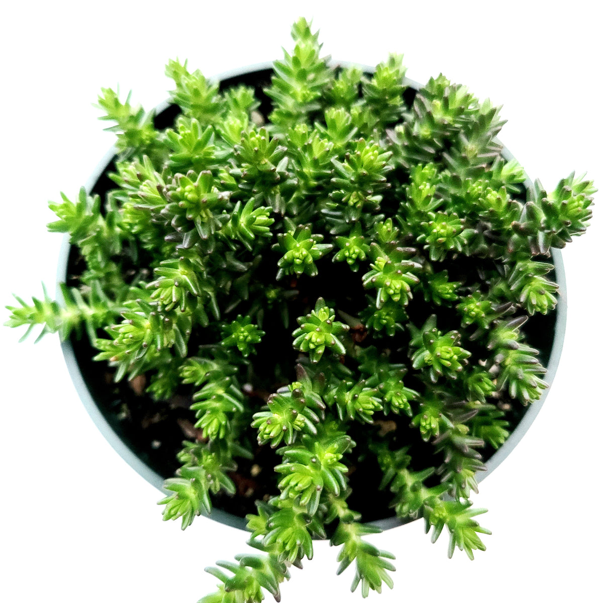 Sedum sexangulare potted succulent with dense needle-like leaves.