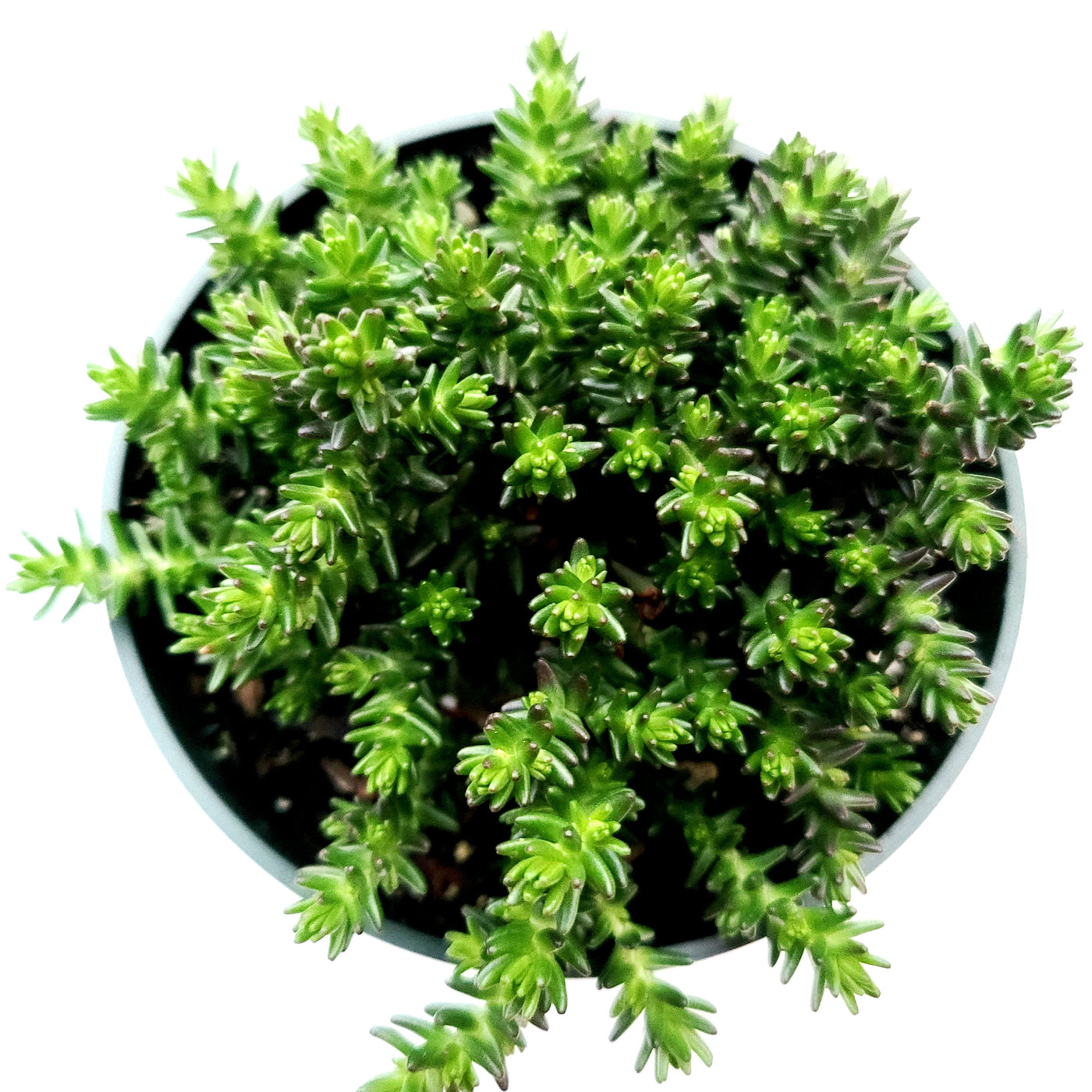 Sedum sexangulare potted succulent with dense needle-like leaves.