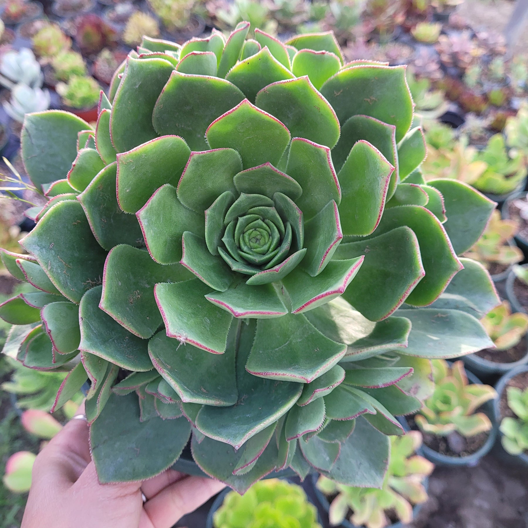 Aeonium haworthii 'Pinwheel Aeonium' - Succulents Depot