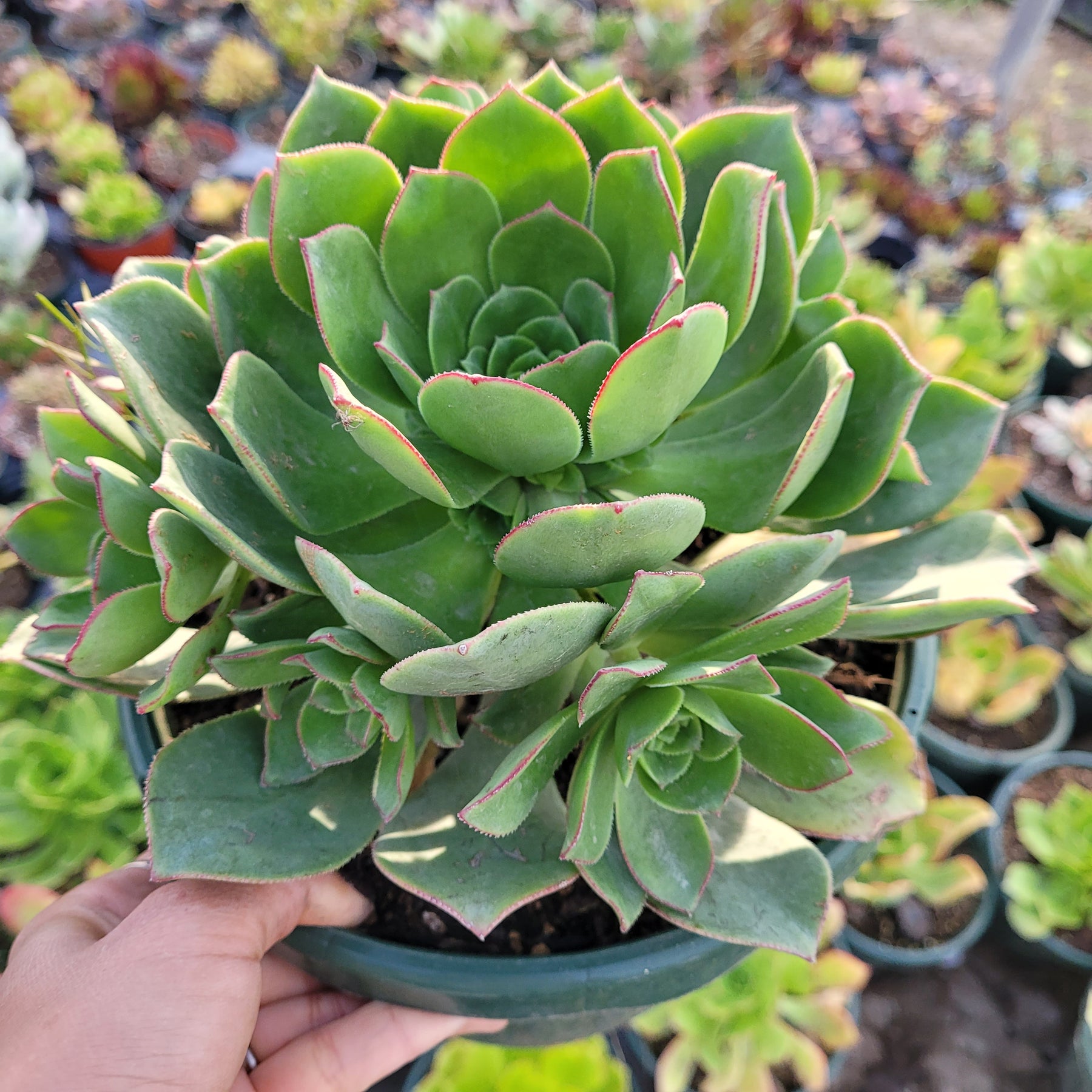 Aeonium haworthii 'Pinwheel Aeonium' - Succulents Depot