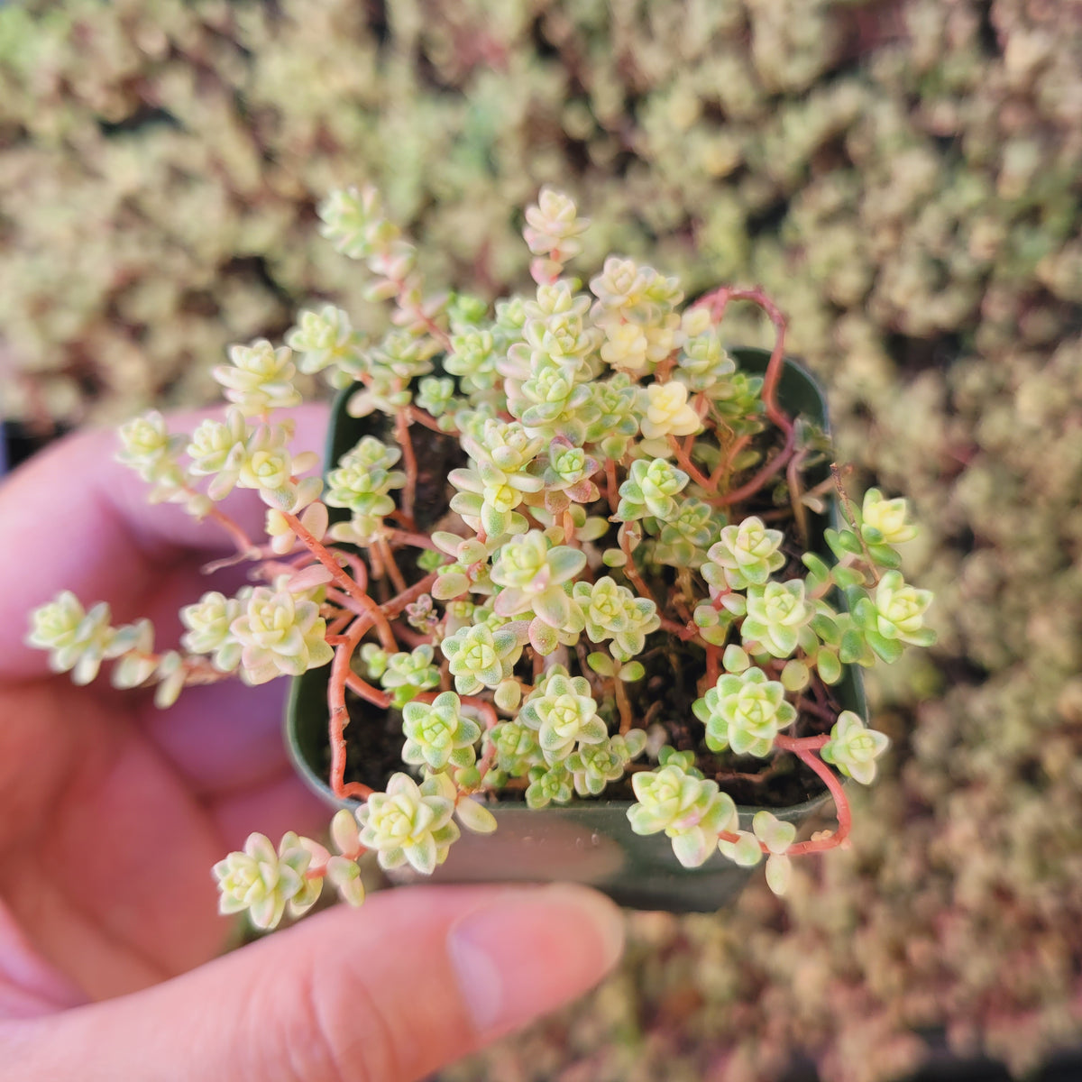 Sedum Suzie Q English succulent in hand, showcasing pastel-green rosettes.