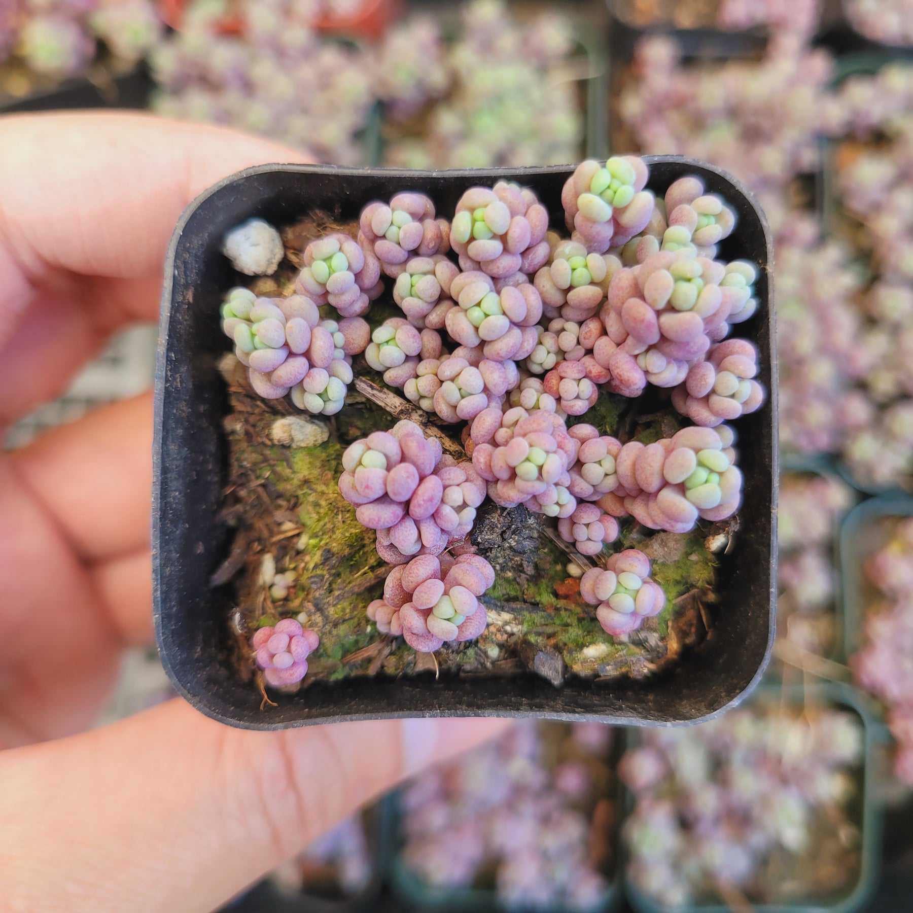 Sedum dasyphyllum 'Corsican Stonecrop'