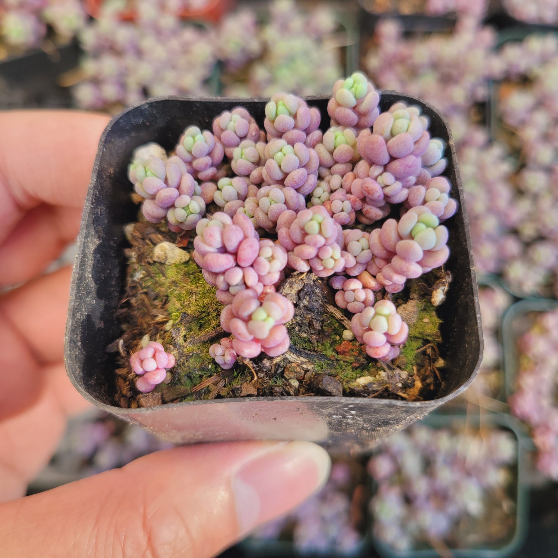 Sedum dasyphyllum 'Corsican Stonecrop'
