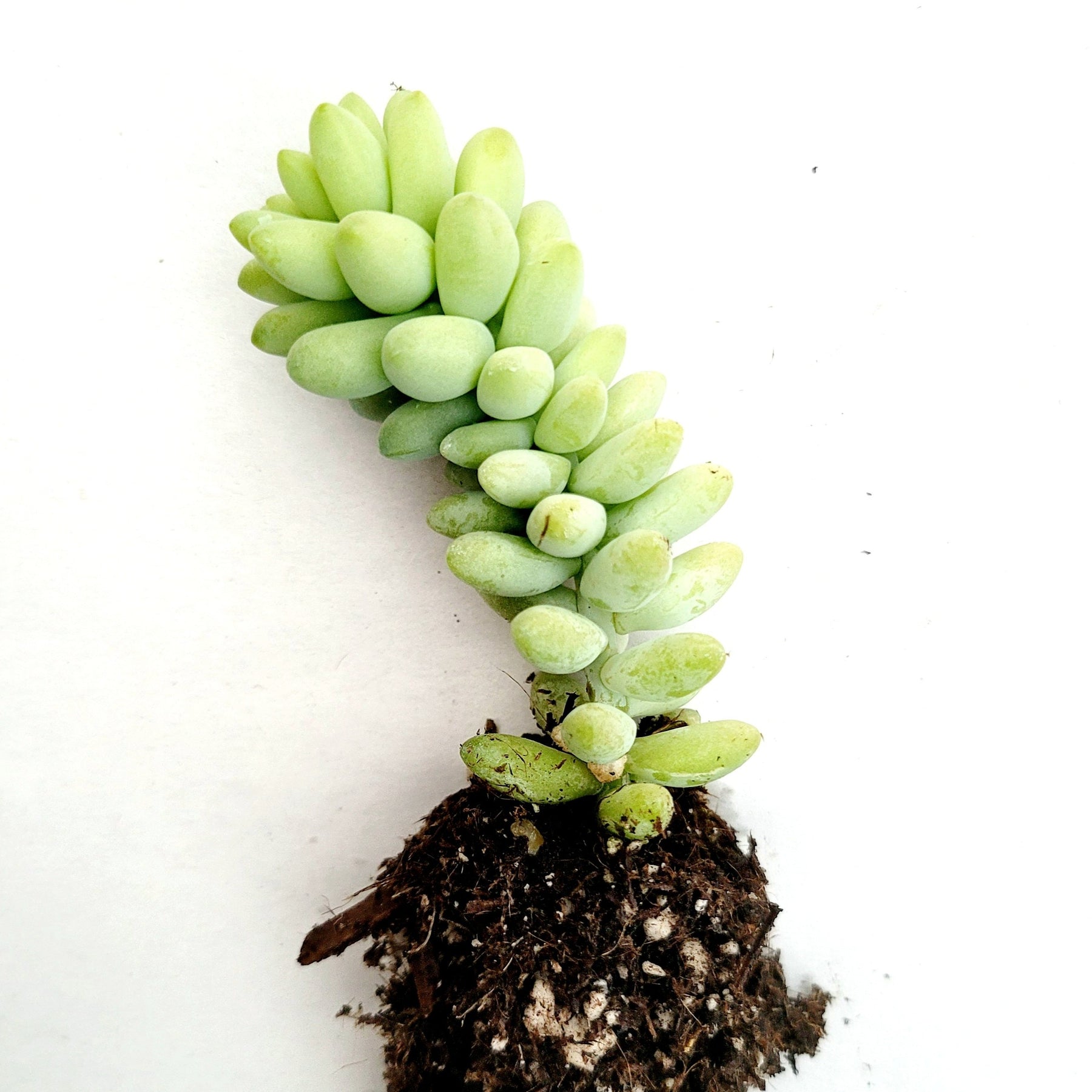 Sedum Burrito Donkey Tail - Succulents Depot