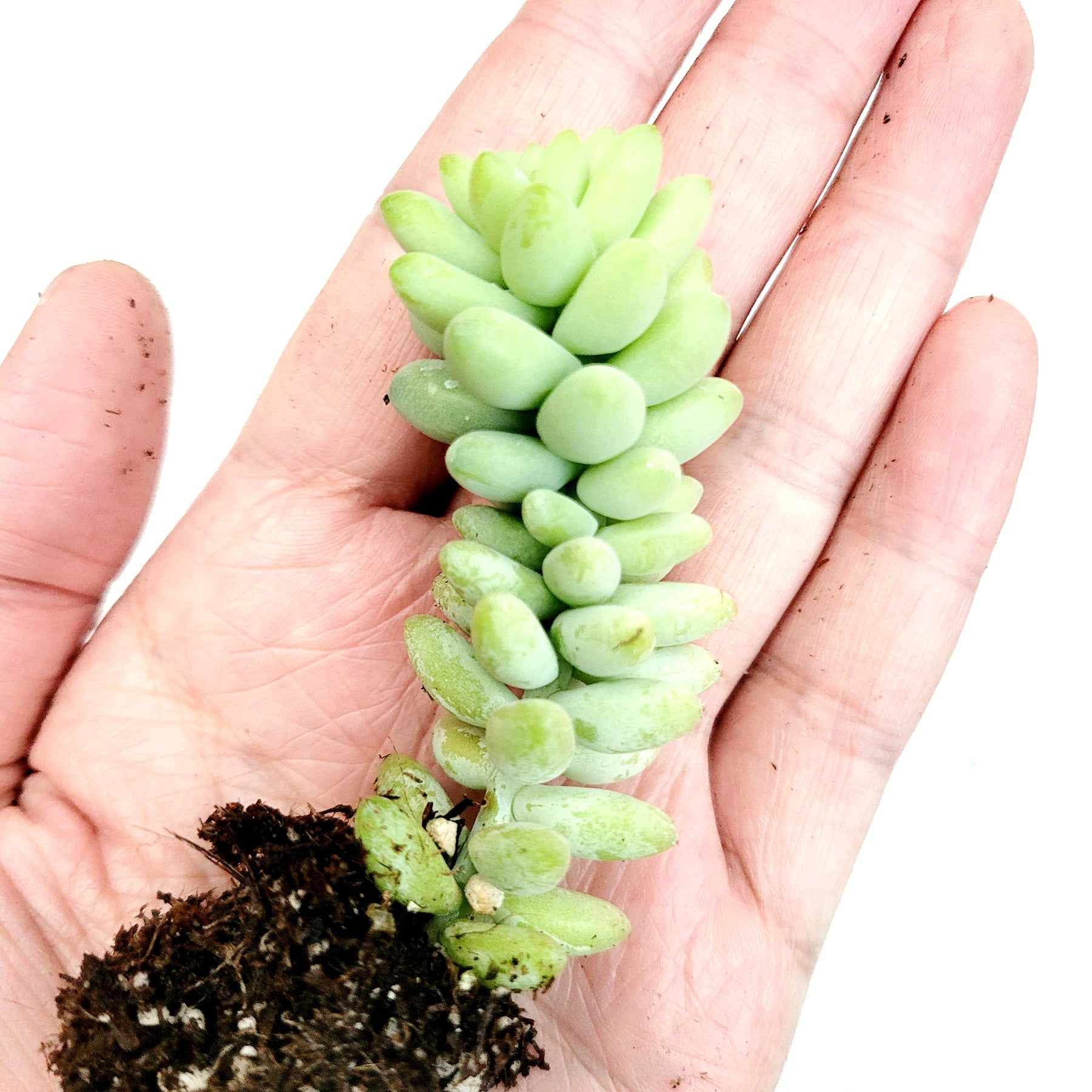 Sedum Burrito Donkey Tail - Succulents Depot