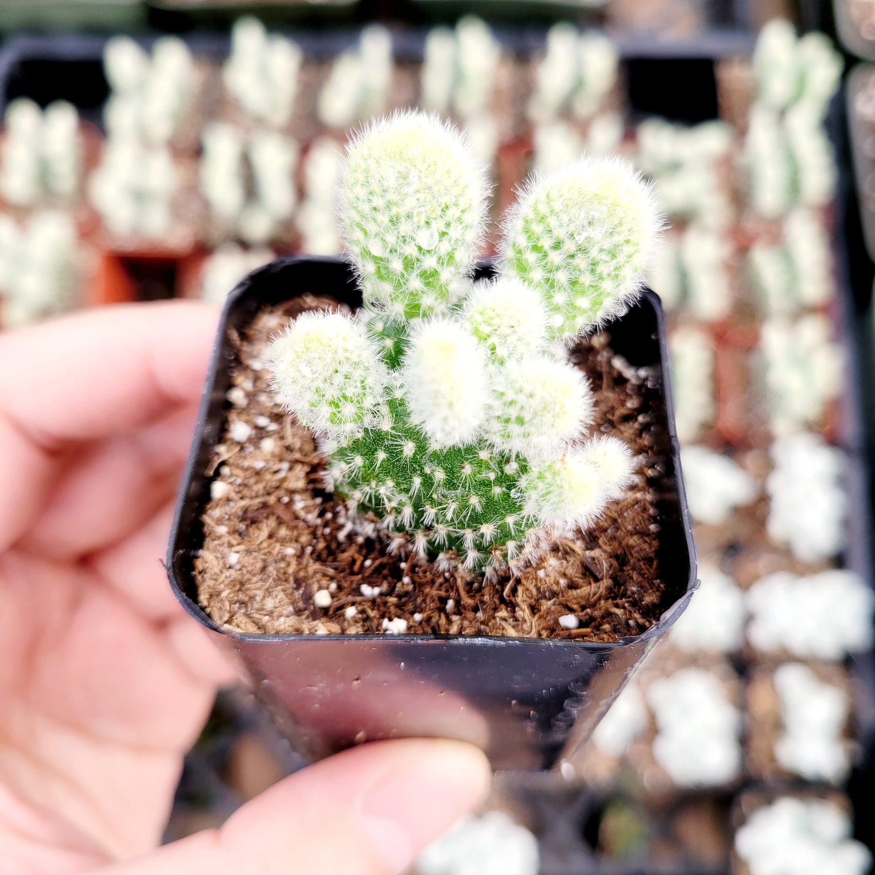 Opuntia microdasys var. albospina 'White Bunny Ears' - Succulents Depot