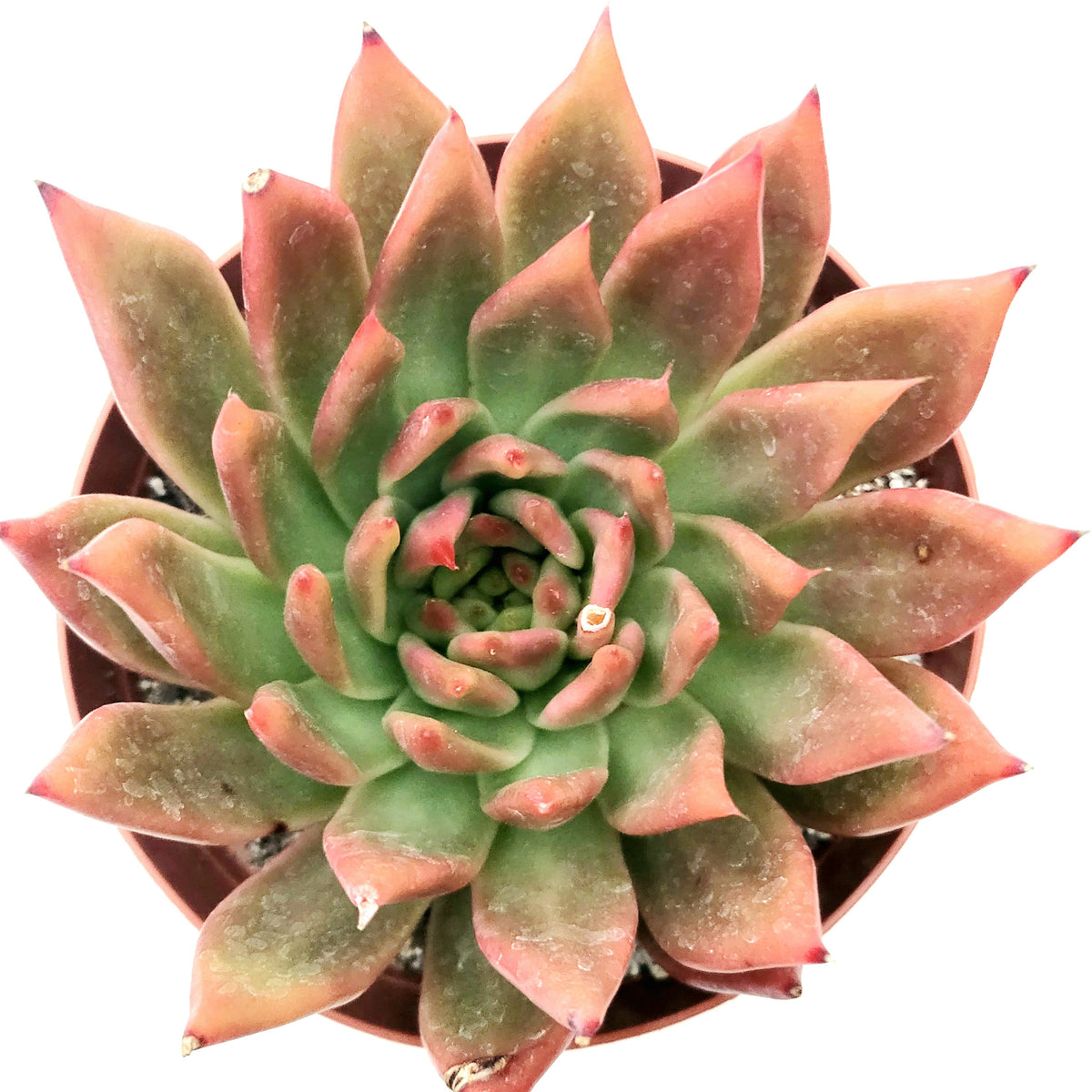 Echeveria agavoides 'Frank Reinelt' in gritty soil, top view.