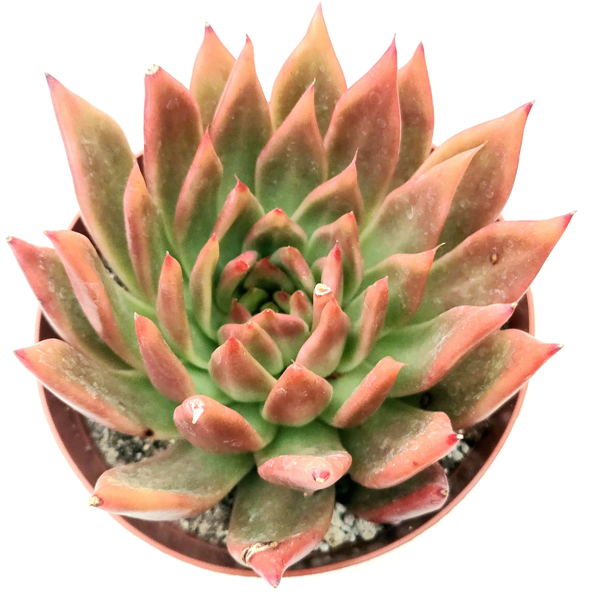 Echeveria agavoides 'Frank Reinelt' in a pot, top view.