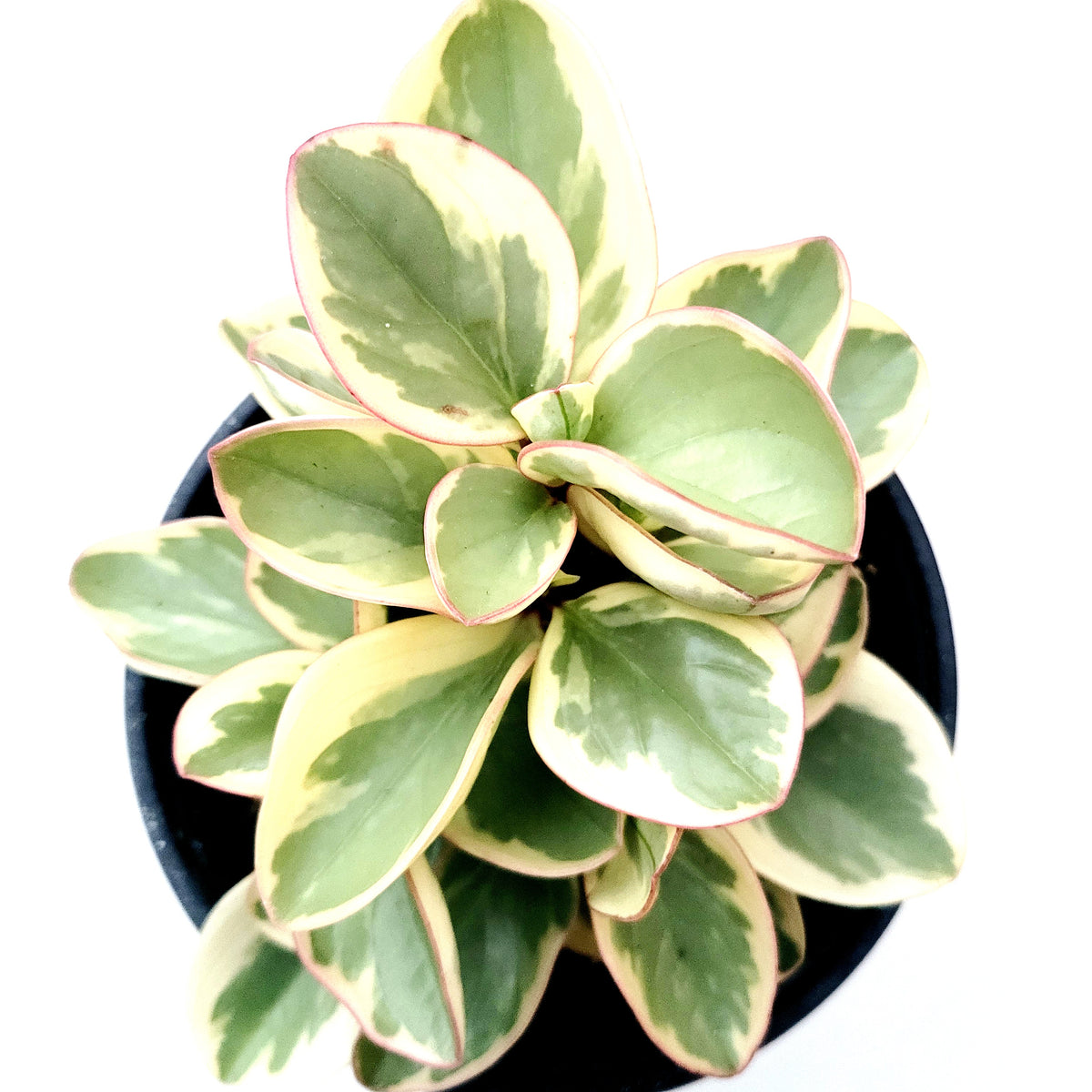Peperomia obtusifolia Variegata, thick succulent-like leaves.