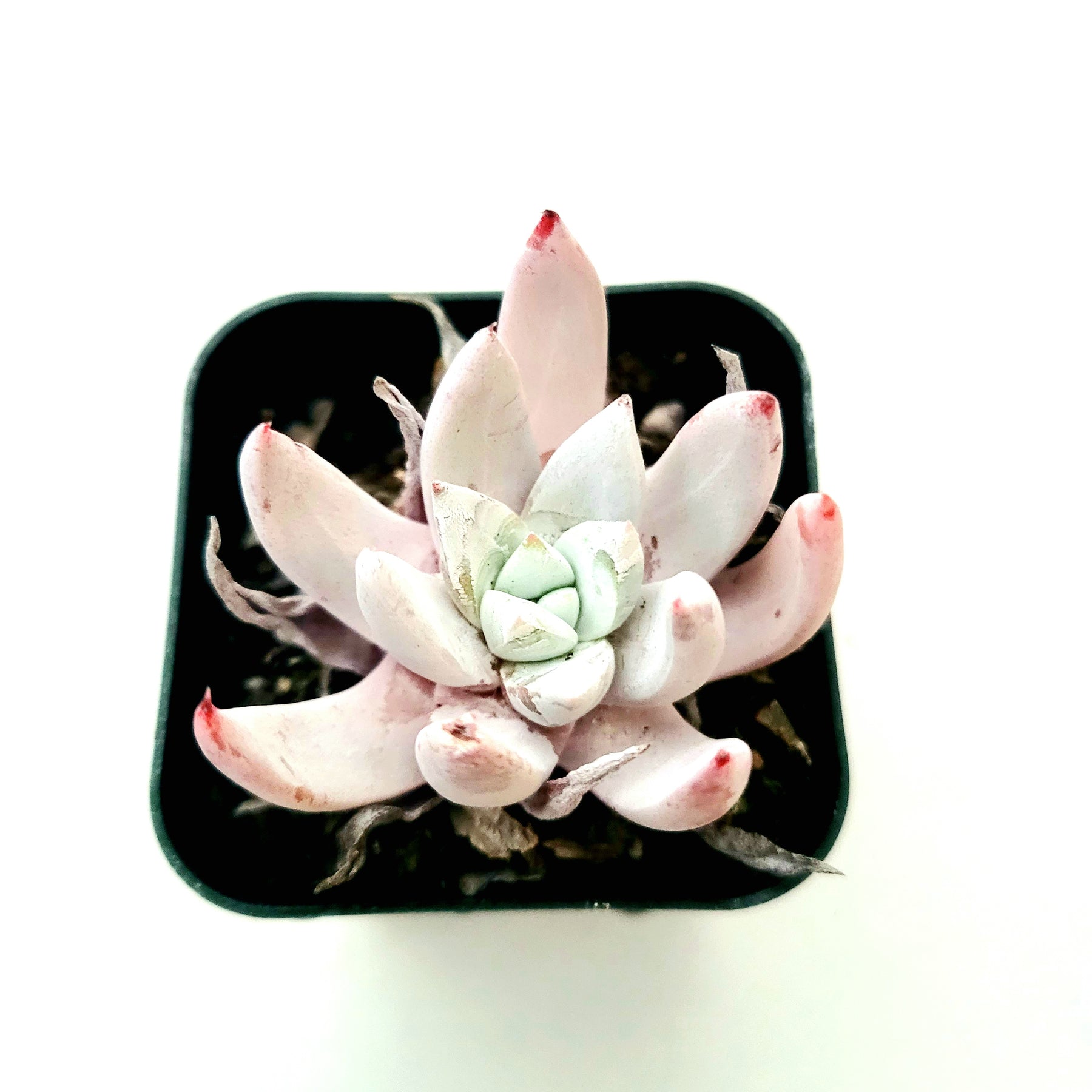 Dudleya Sp