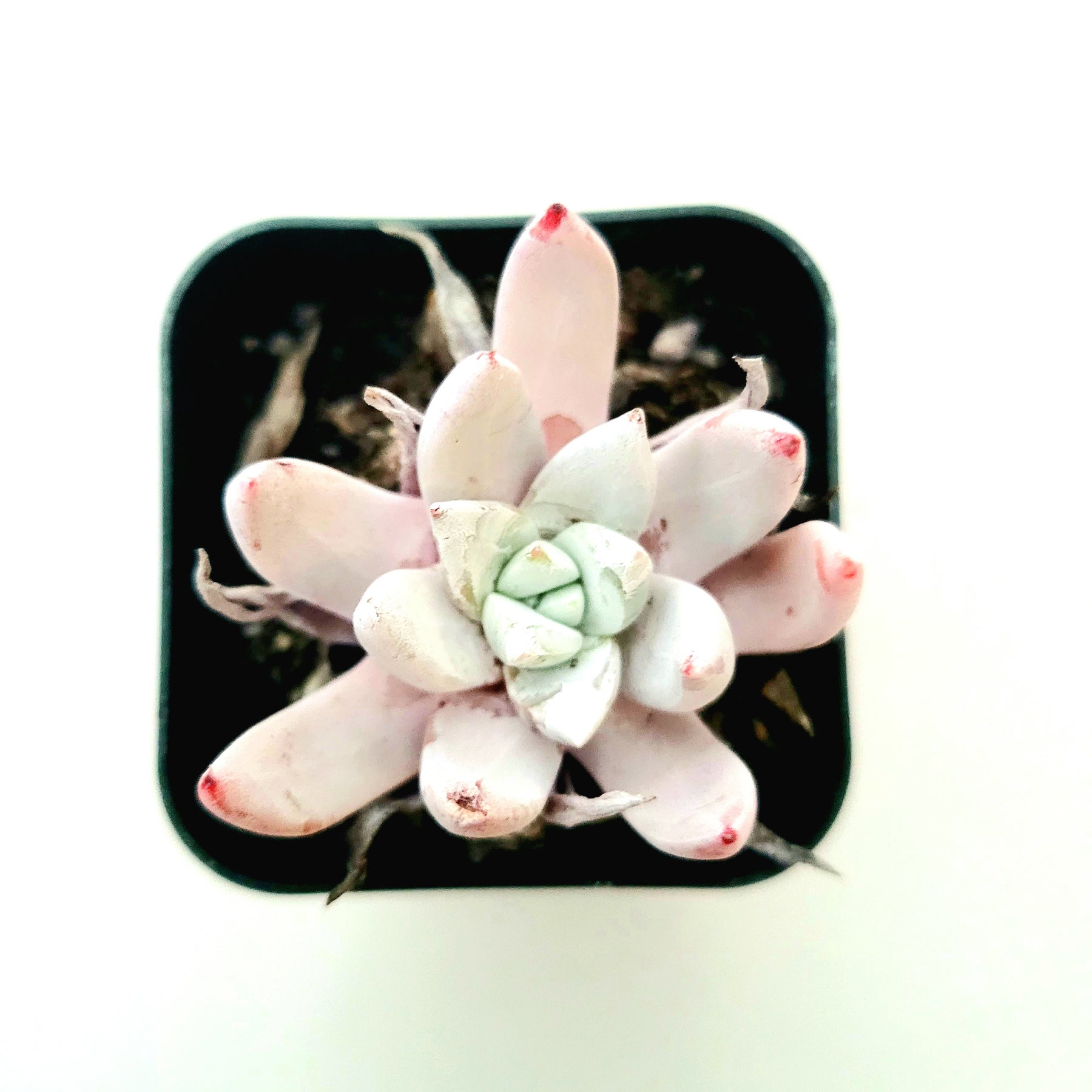 Dudleya Sp