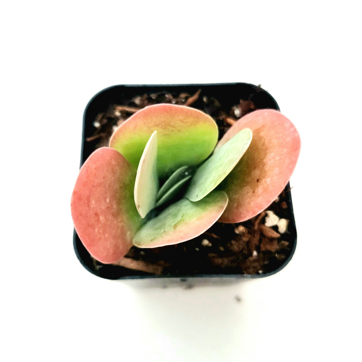 Kalanchoe luciae Flapjack in black pot.