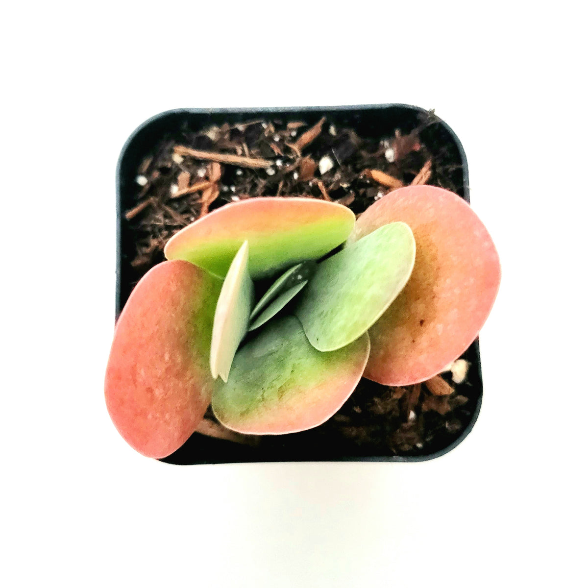 Kalanchoe luciae Flapjack succulent, top view of rounded leaves.
