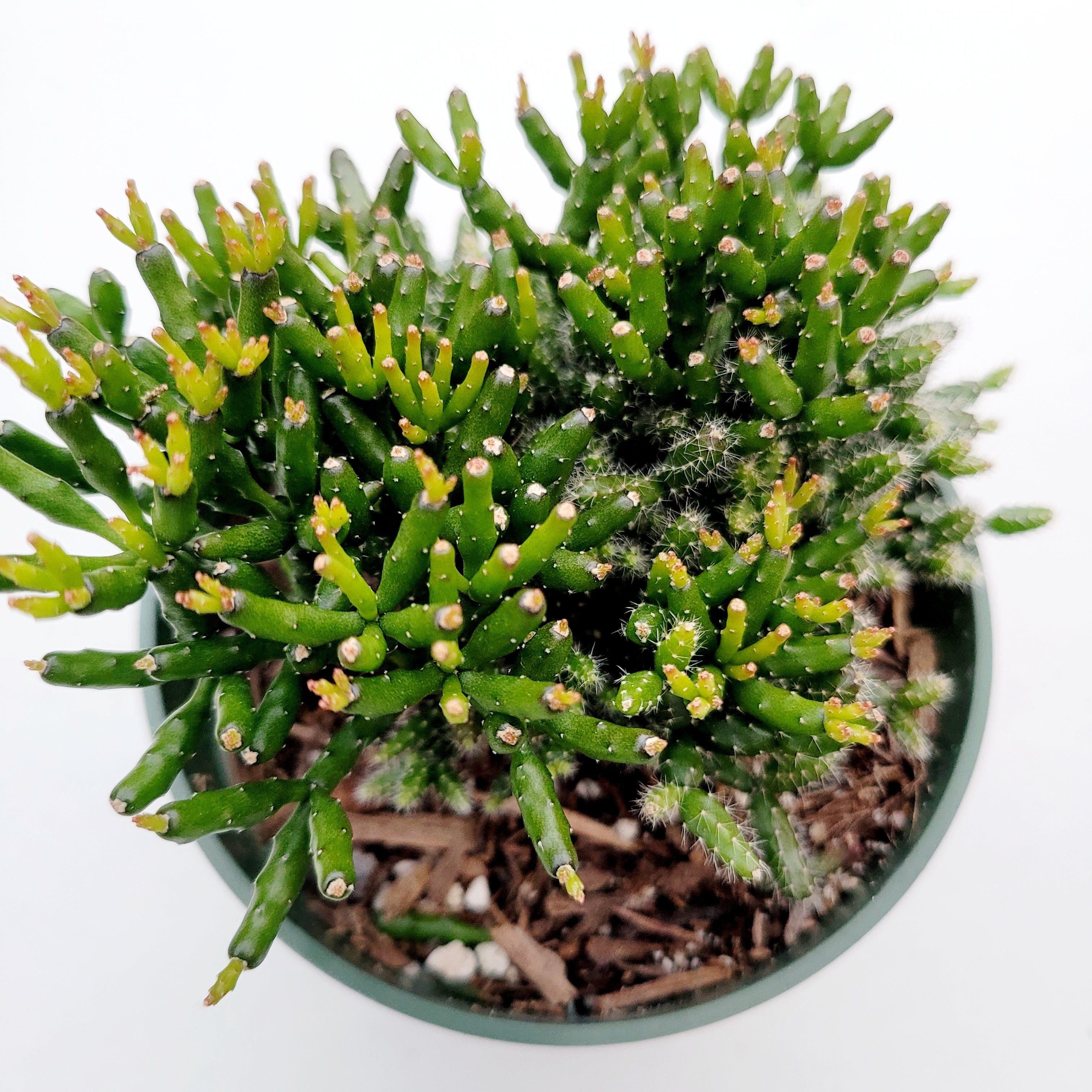 Hatiora salicornioides 'Dancing Bones' -