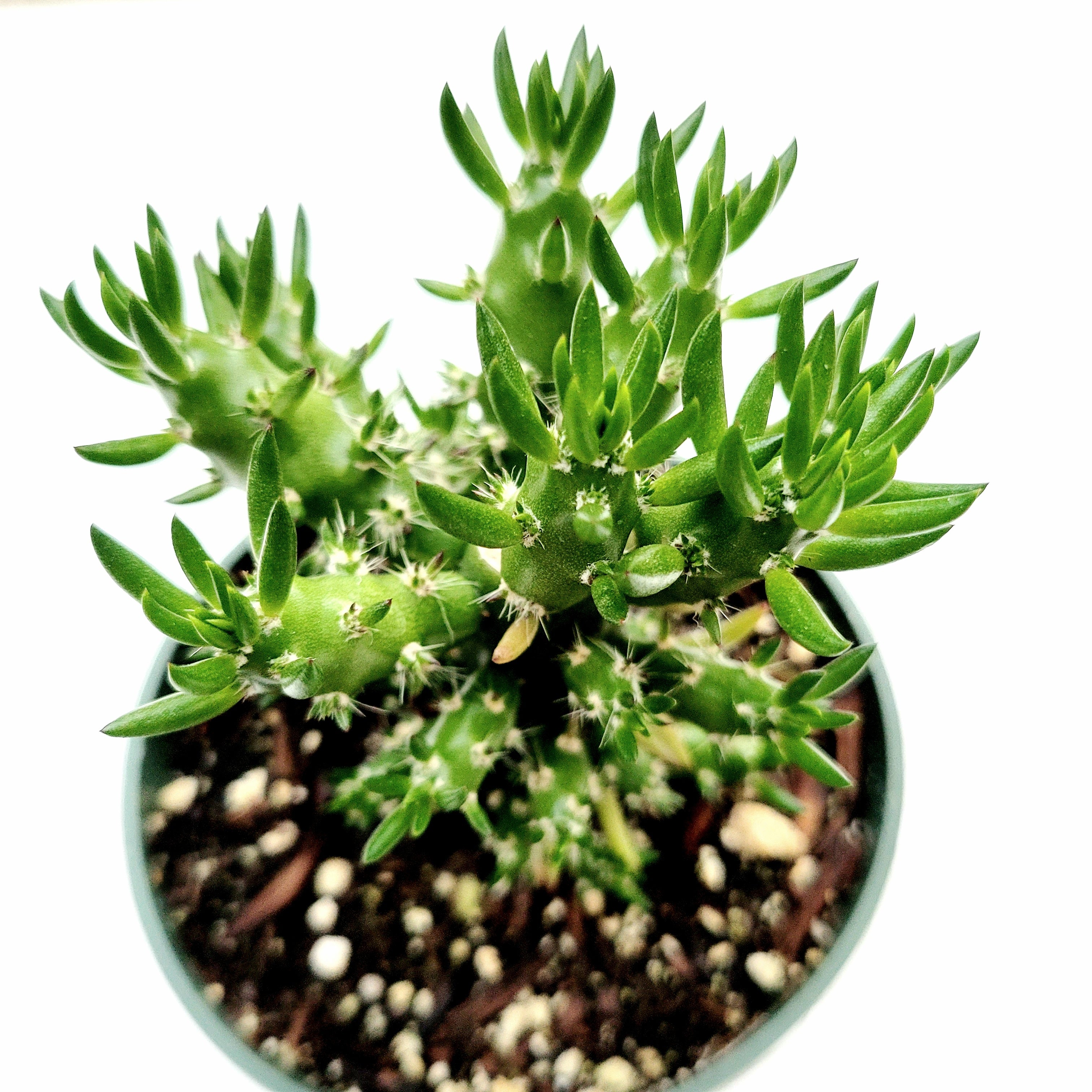 eve's pin succulent Eve's Needle Cactus